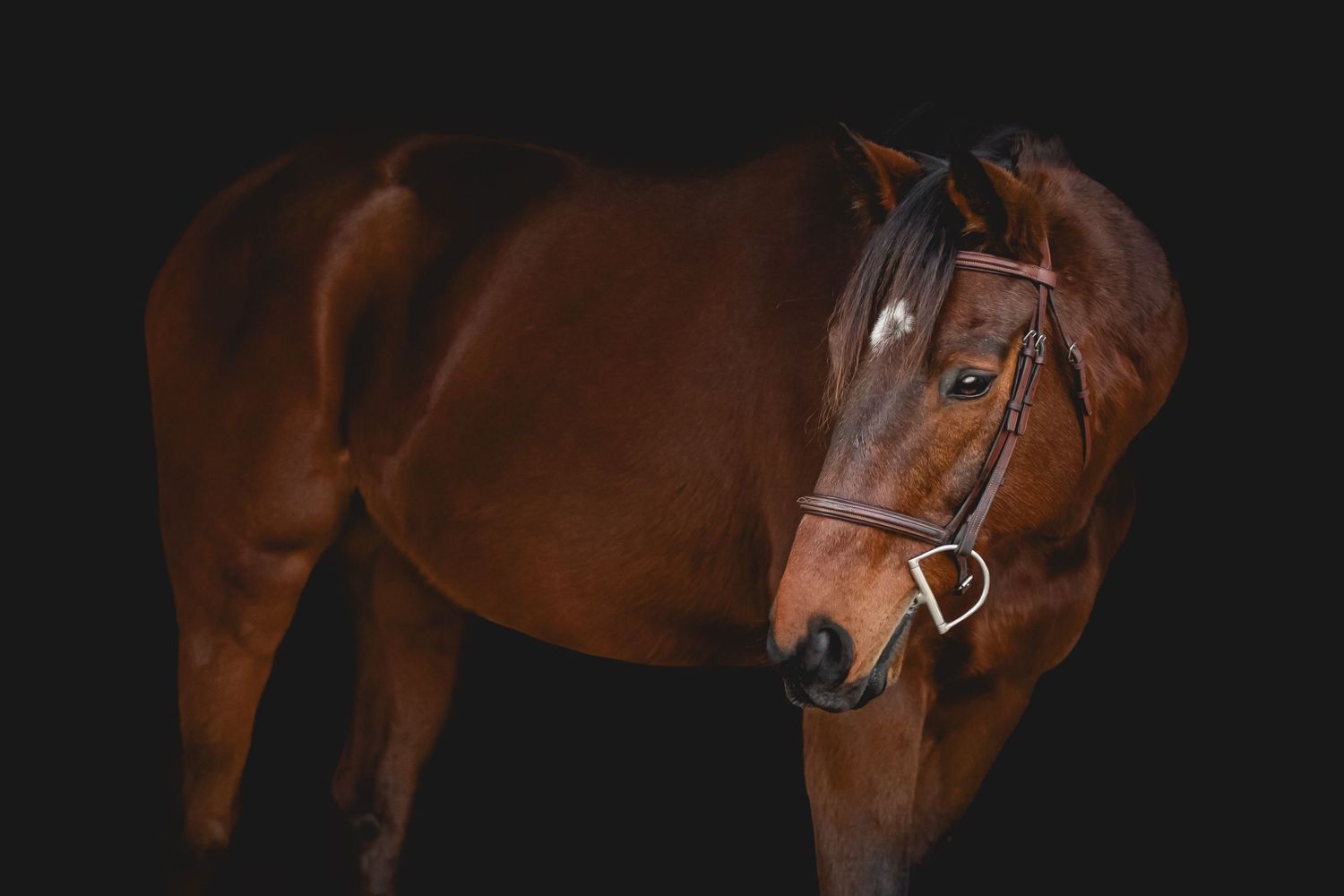 A bay horse with dark bridle photographed in dramatic studio lighting.