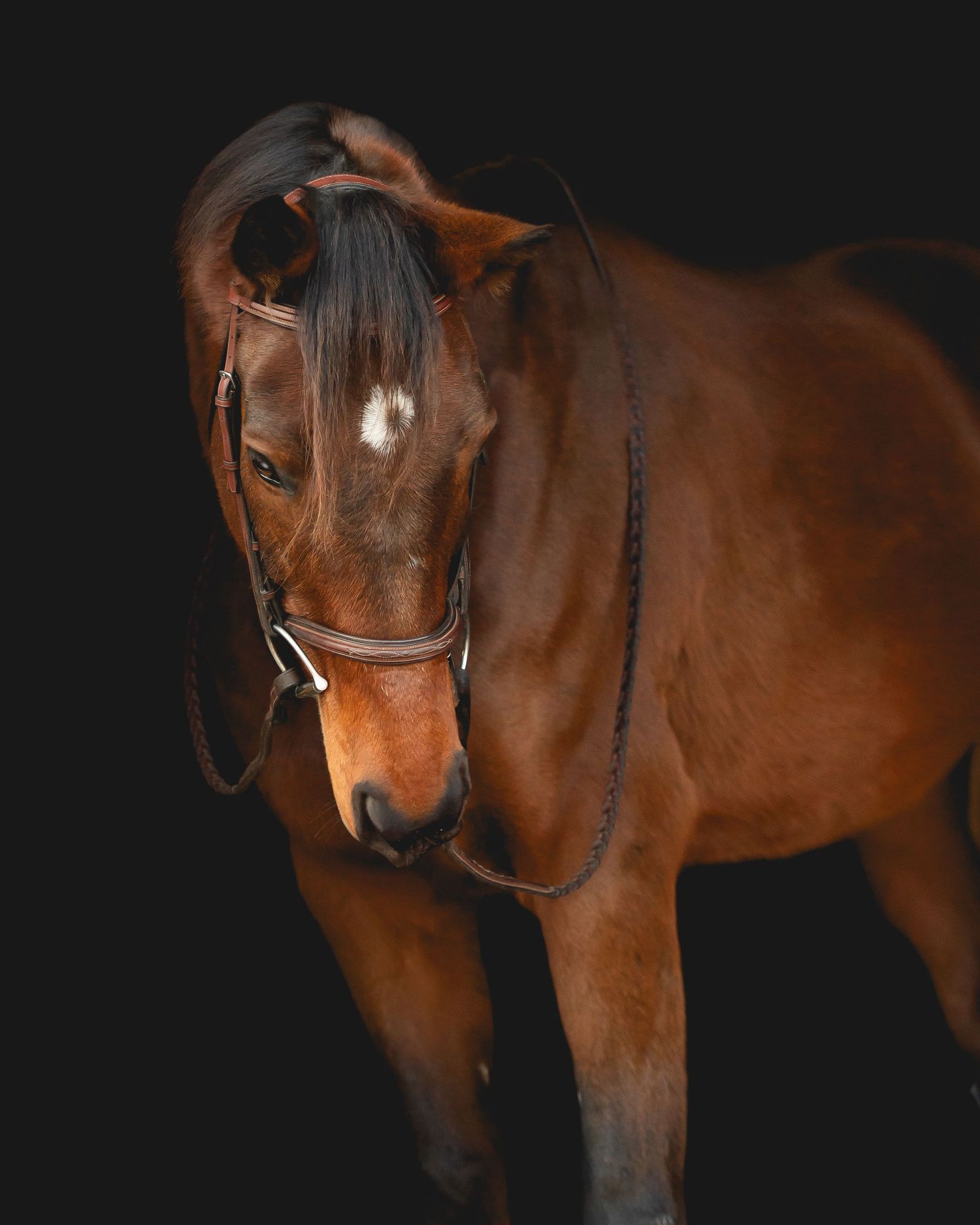 Bay horse with dark mane wearing halter photographed against black backdrop.