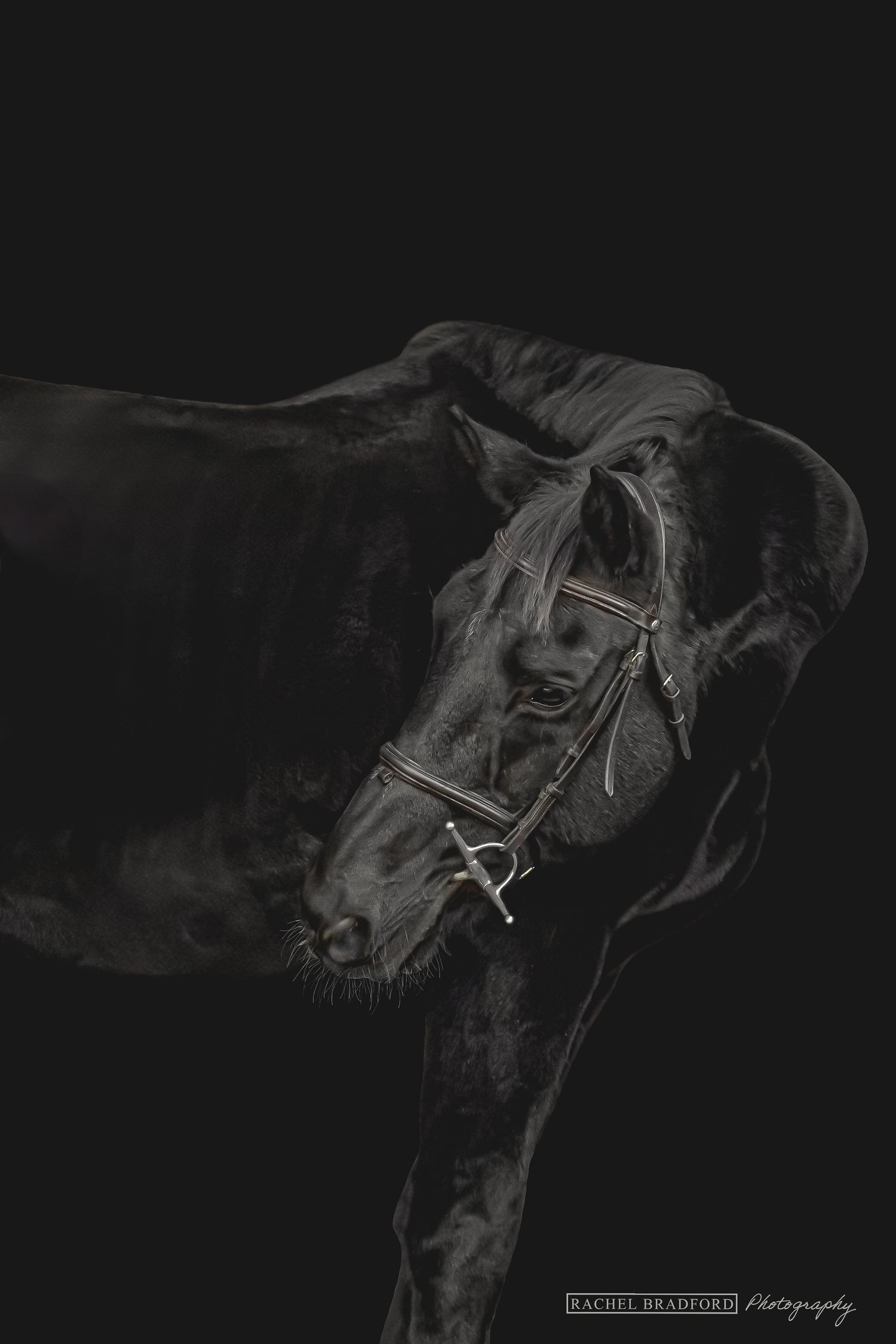 Artistic black and white portrait of dark horse wearing bridle.