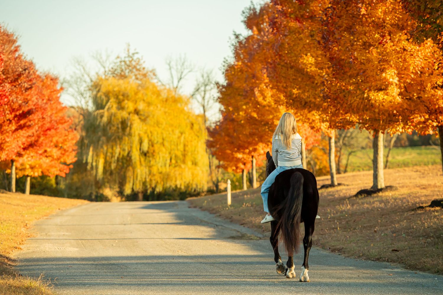 A horse and rider walk along a scenic path surrounded by vibrant autumn trees with red and golden foliage.