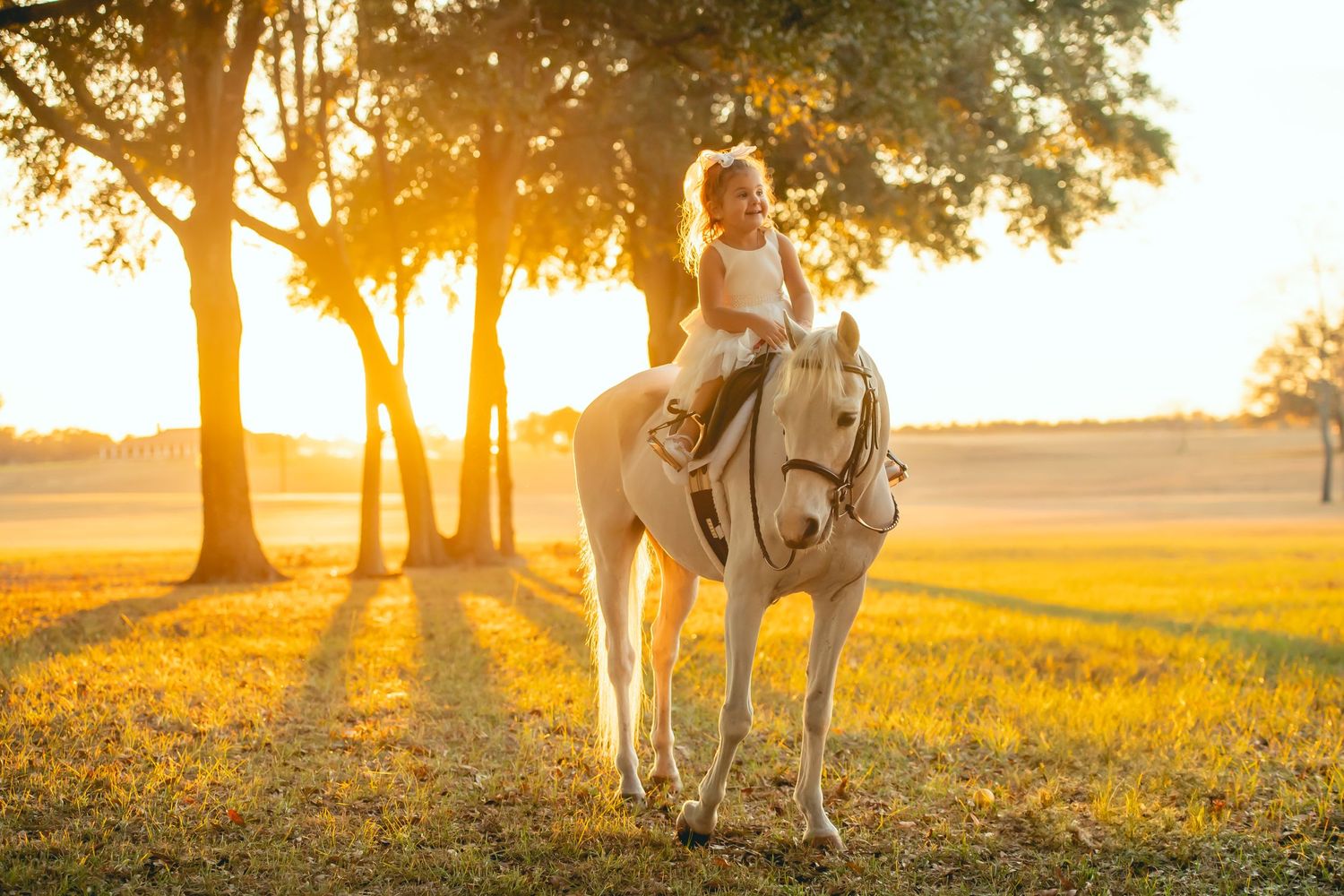 A rider on horseback silhouetted against a golden sunset in a scenic field with trees.