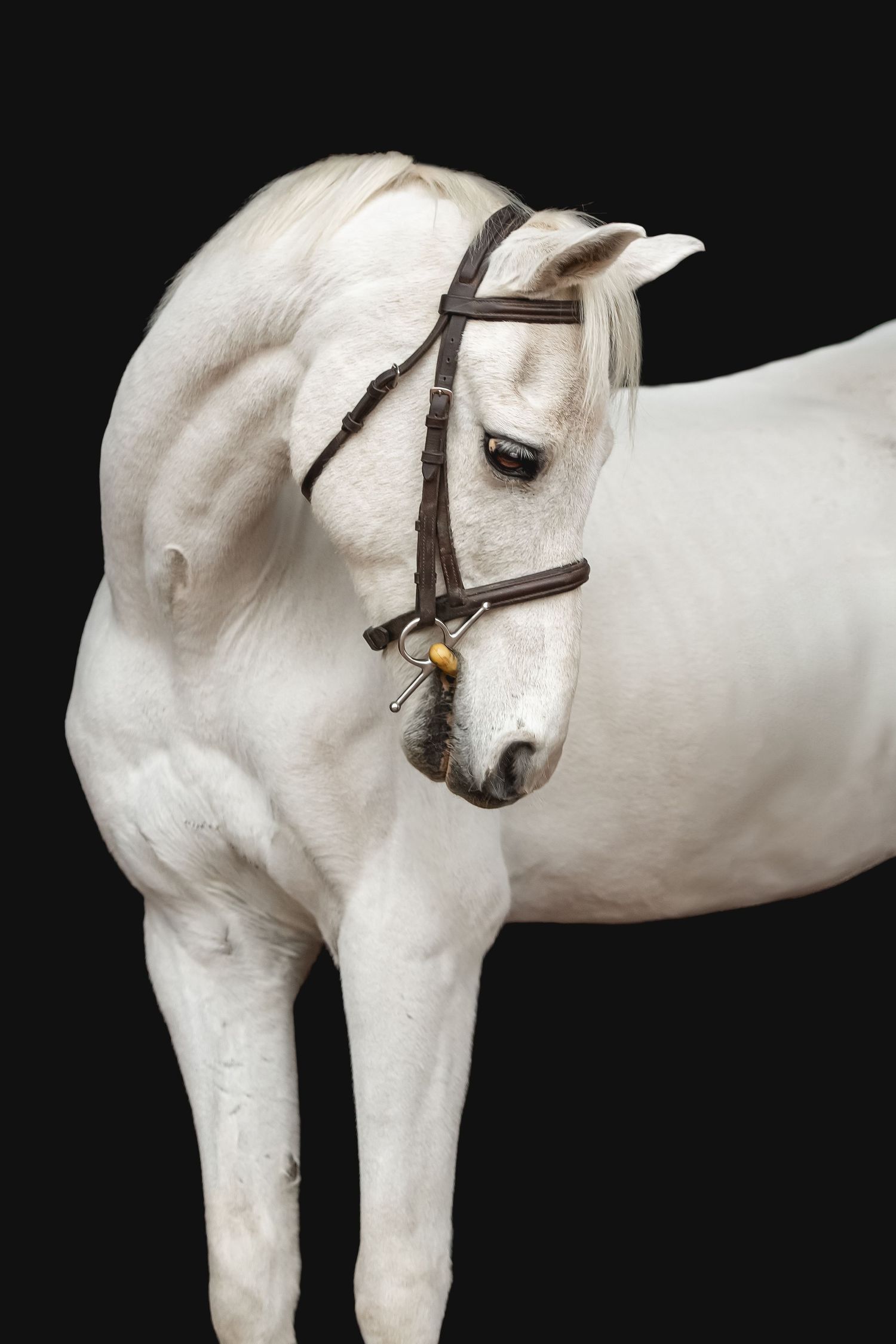 Elegant white horse wearing dark leather bridle against black background.