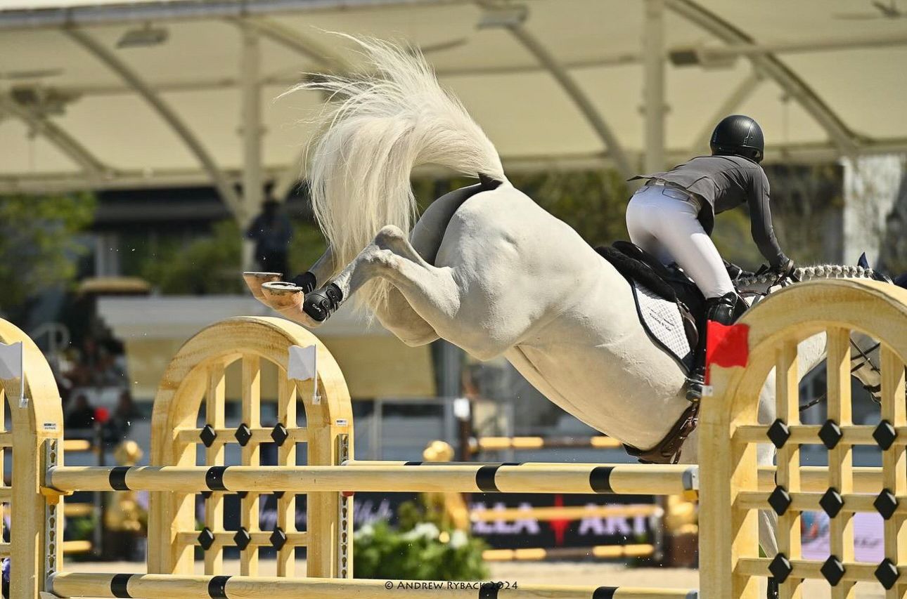 White horse clearing yellow jump obstacles during indoor equestrian event.