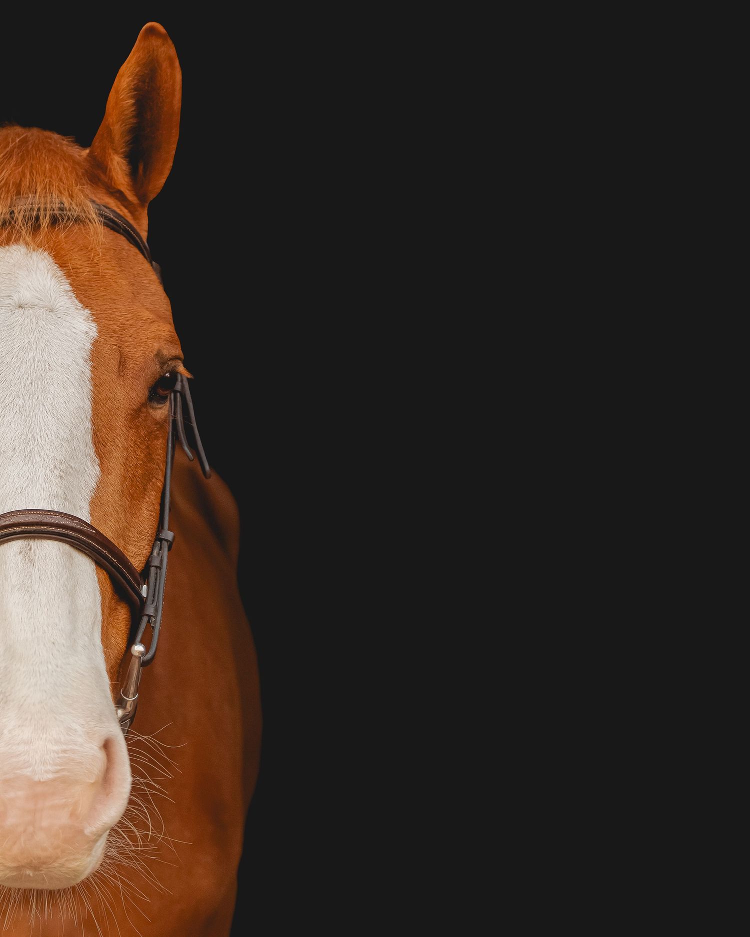 Close-up portrait of a chestnut horse with white blaze against dark background.