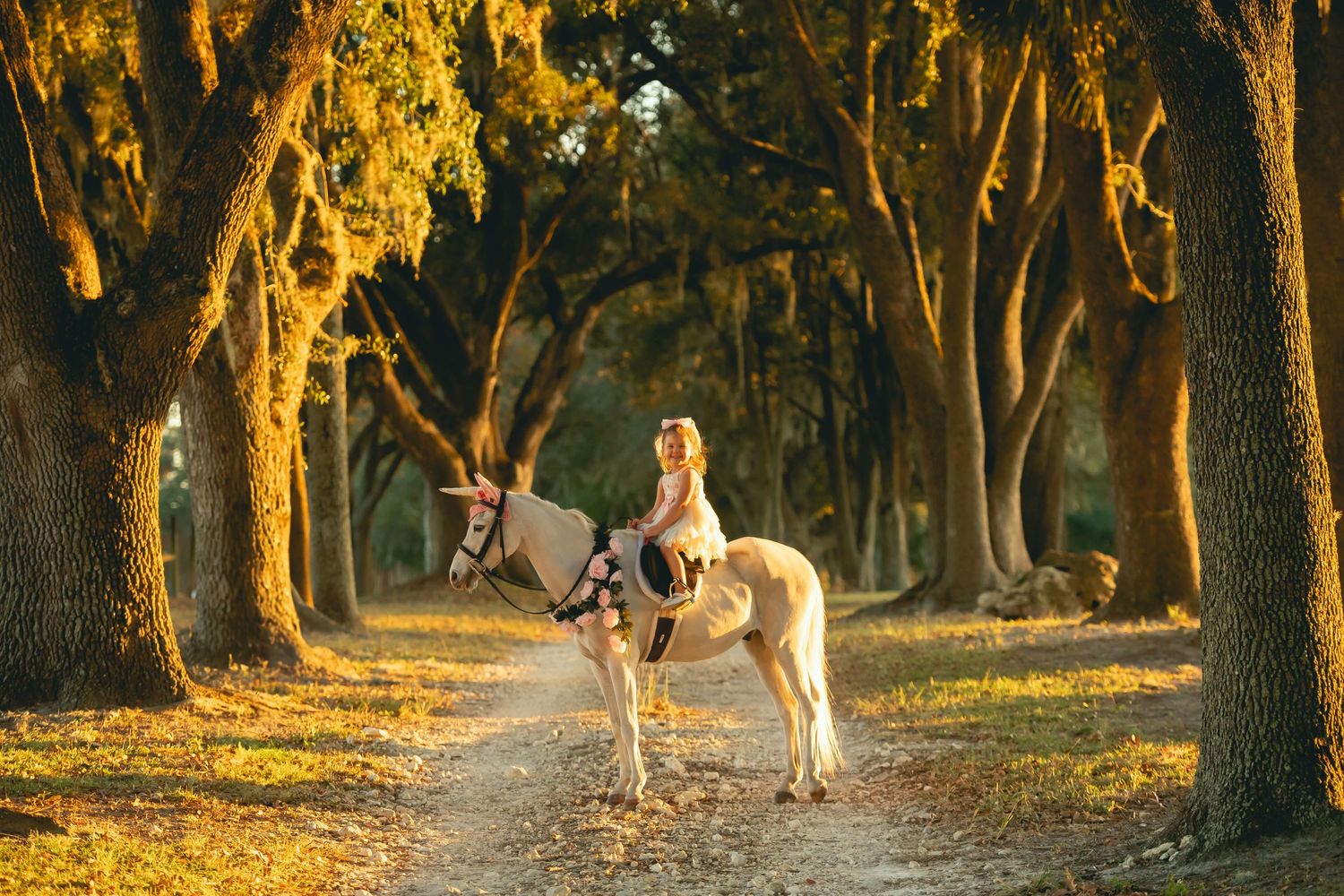 A white horse standing on a tree-lined path illuminated by golden sunset light.