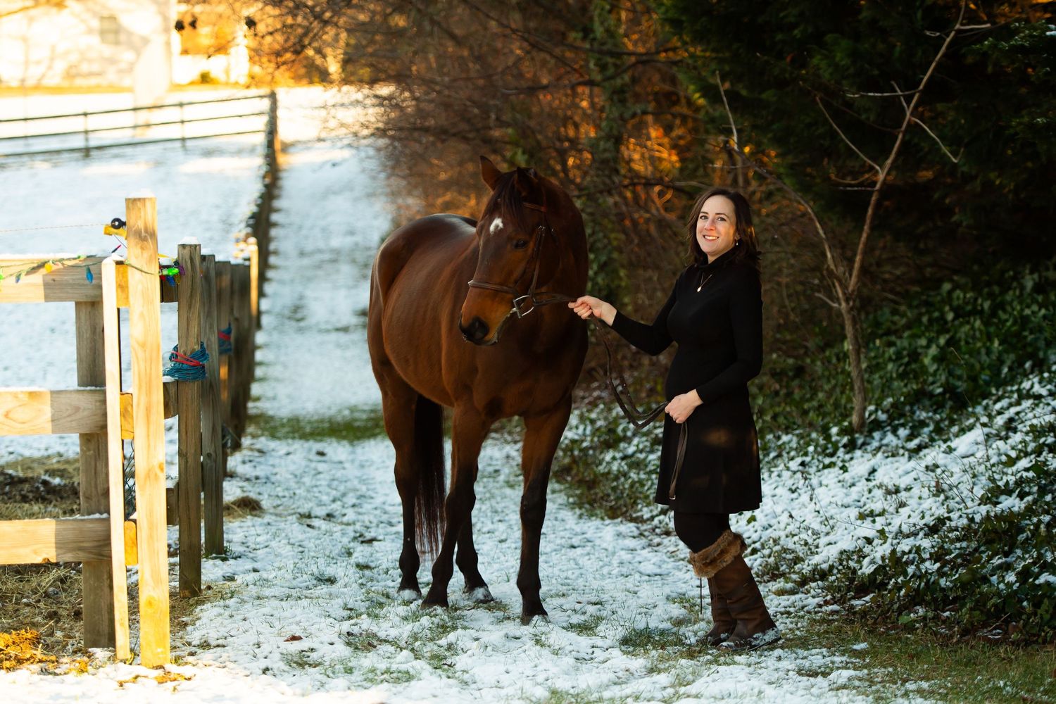 Winter portrait with bay horse by snowy fence at golden hour.