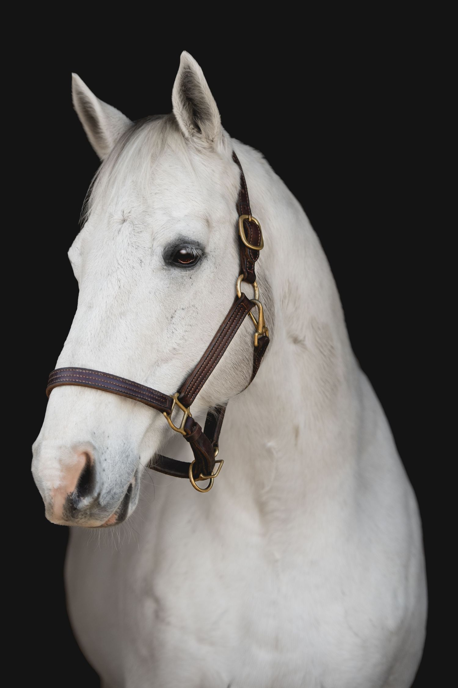 Elegant white horse with brown leather halter poses against dark background.