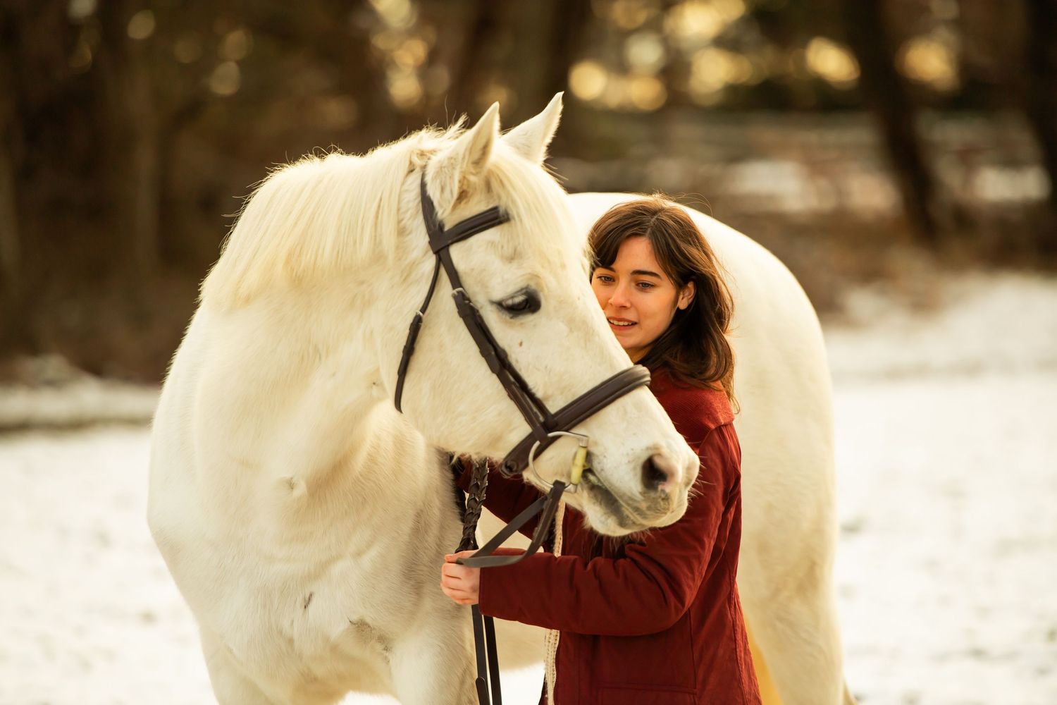 A beautiful white horse with a black bridle stands with someone in a burgundy coat against a snowy winter backdrop.