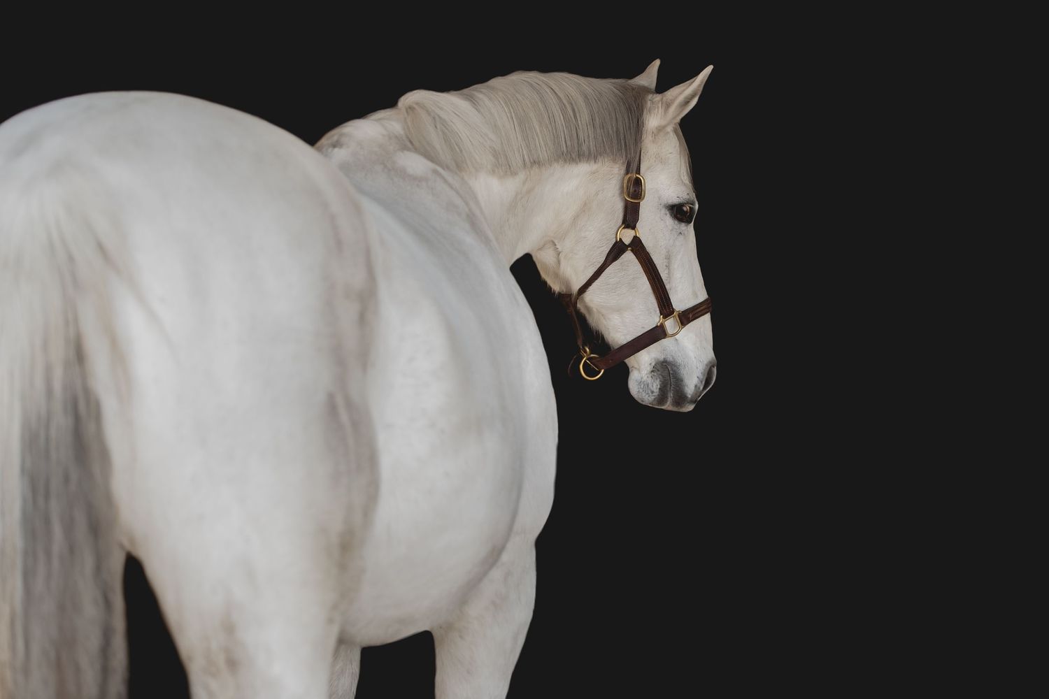 A white horse wearing brown leather halter photographed in elegant profile.