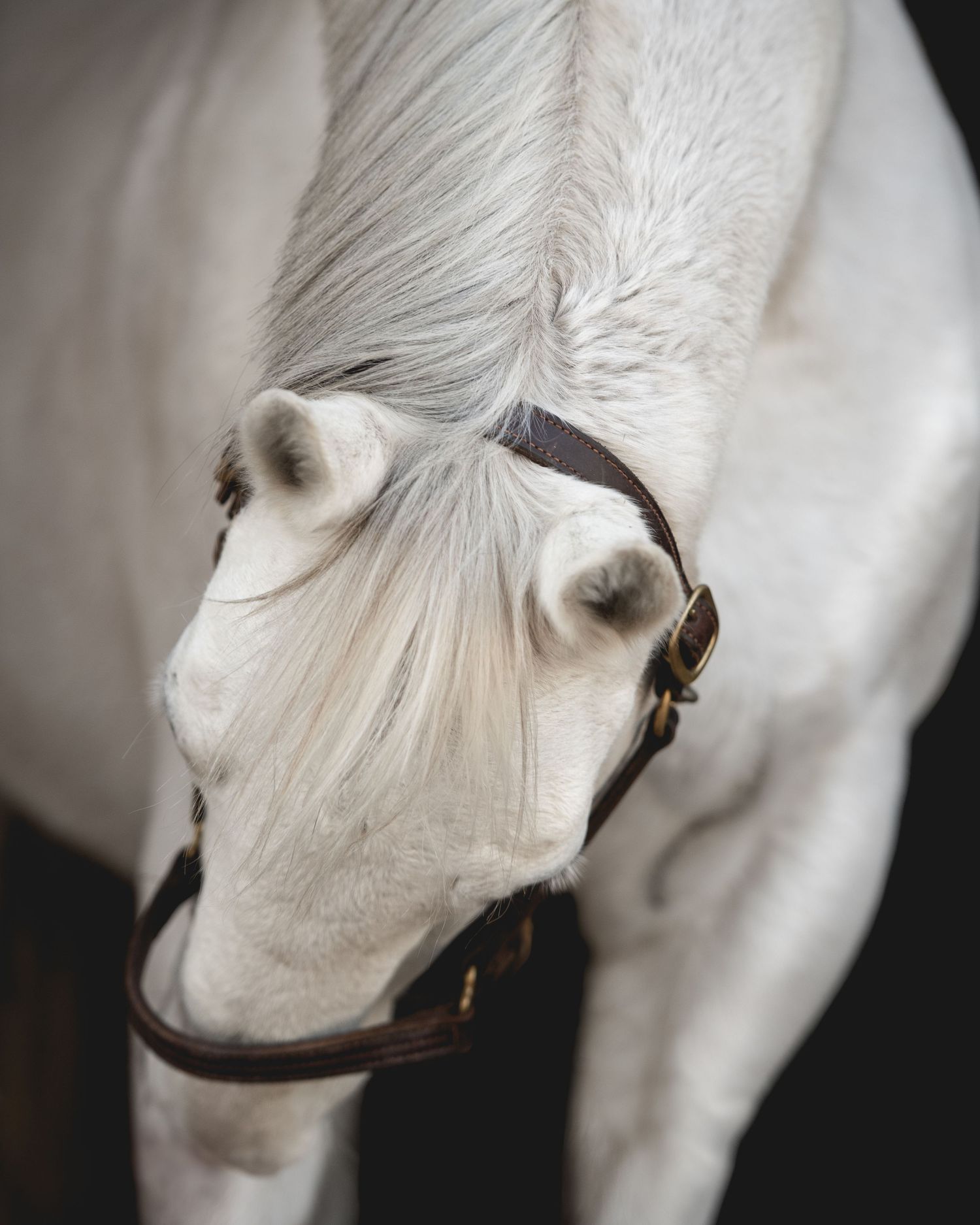 Close-up of white horse's face wearing brown leather bridle.