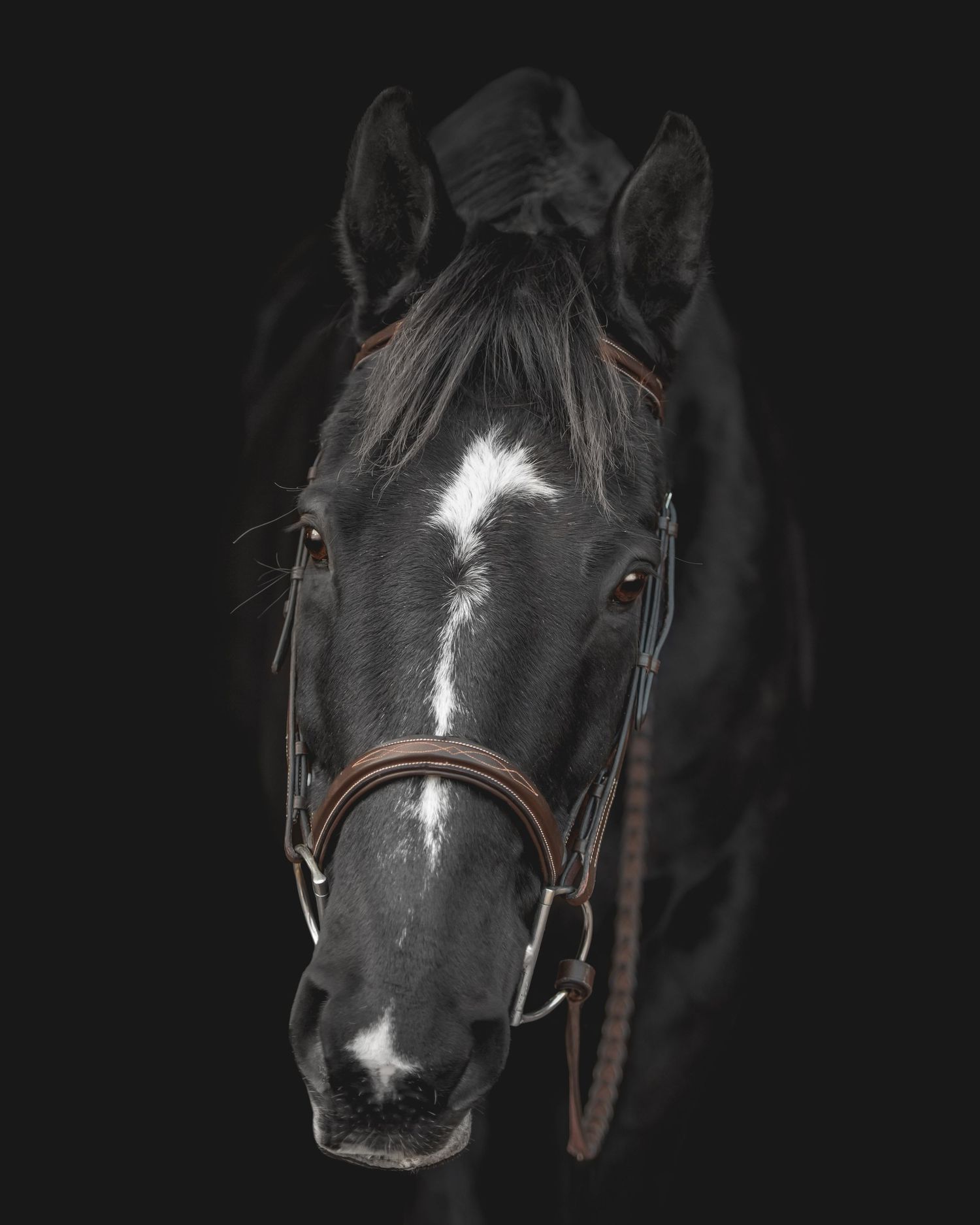 Black horse with white star marking wearing leather bridle against dark background.