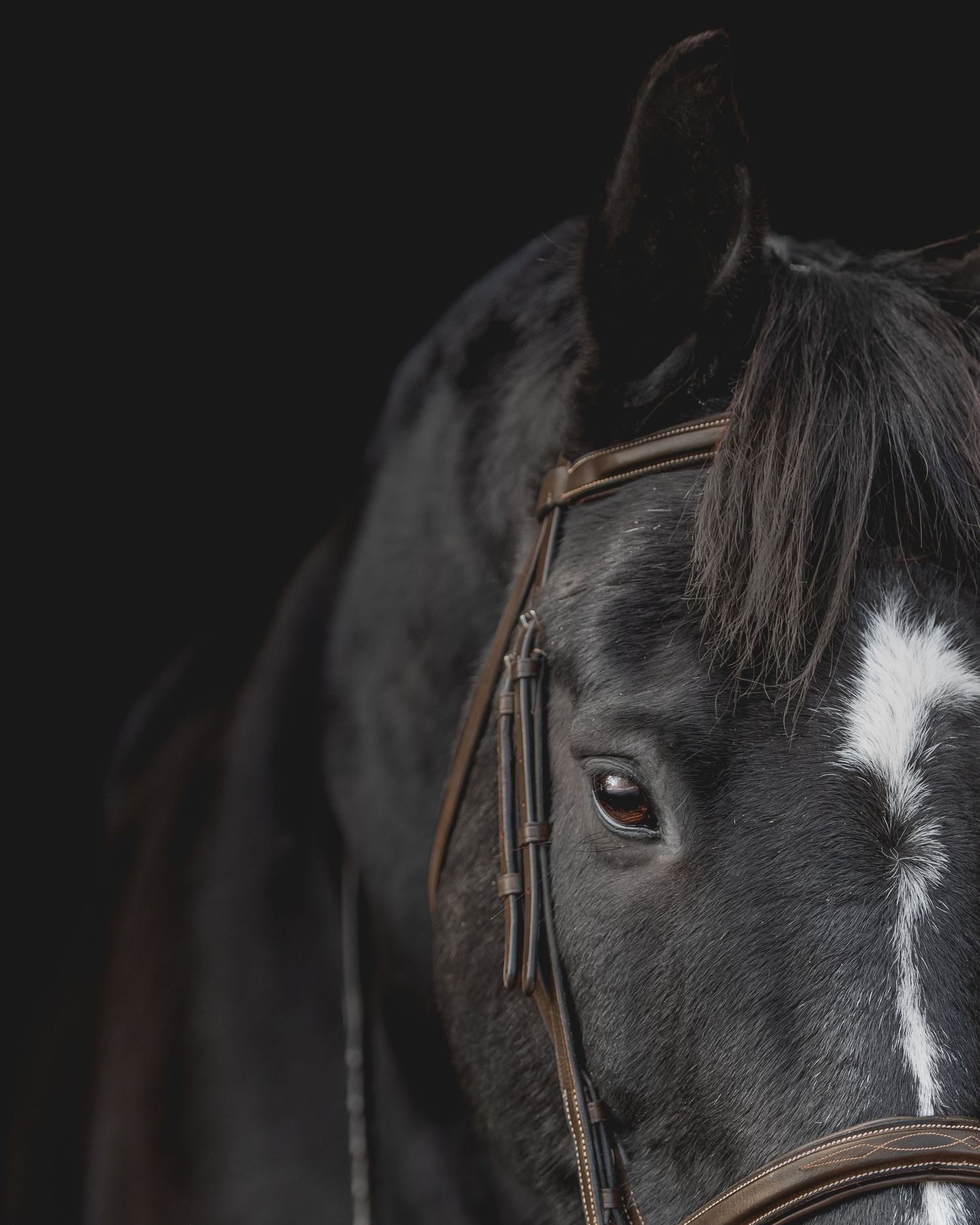 A black horse with white marking wearing leather bridle in dramatic low-key portrait.