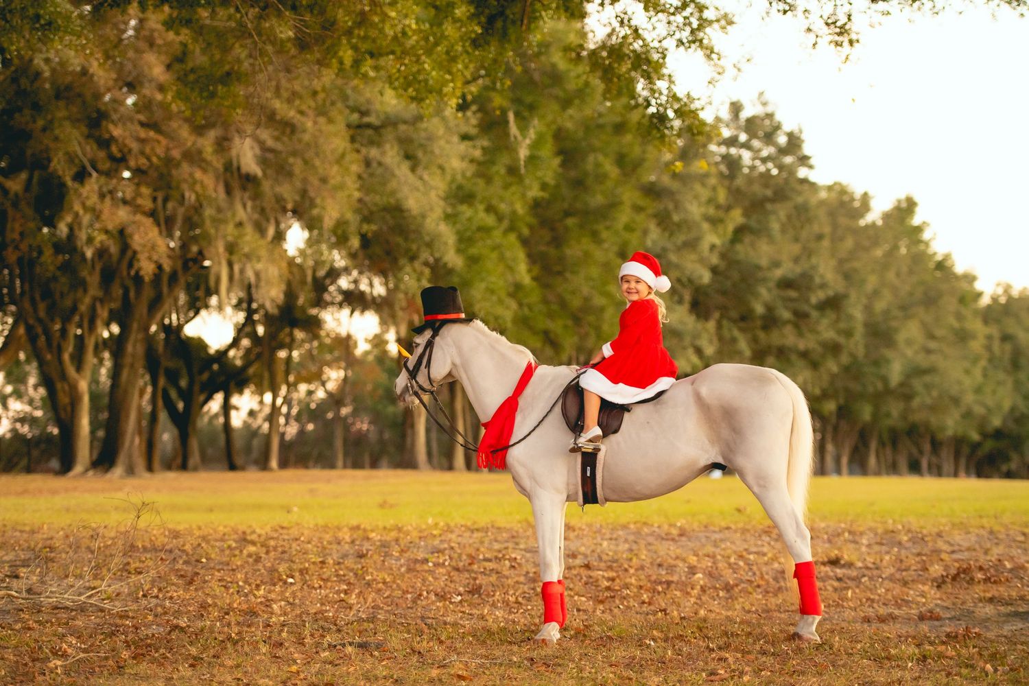 A white horse wearing Christmas decorations in a scenic field at sunset.