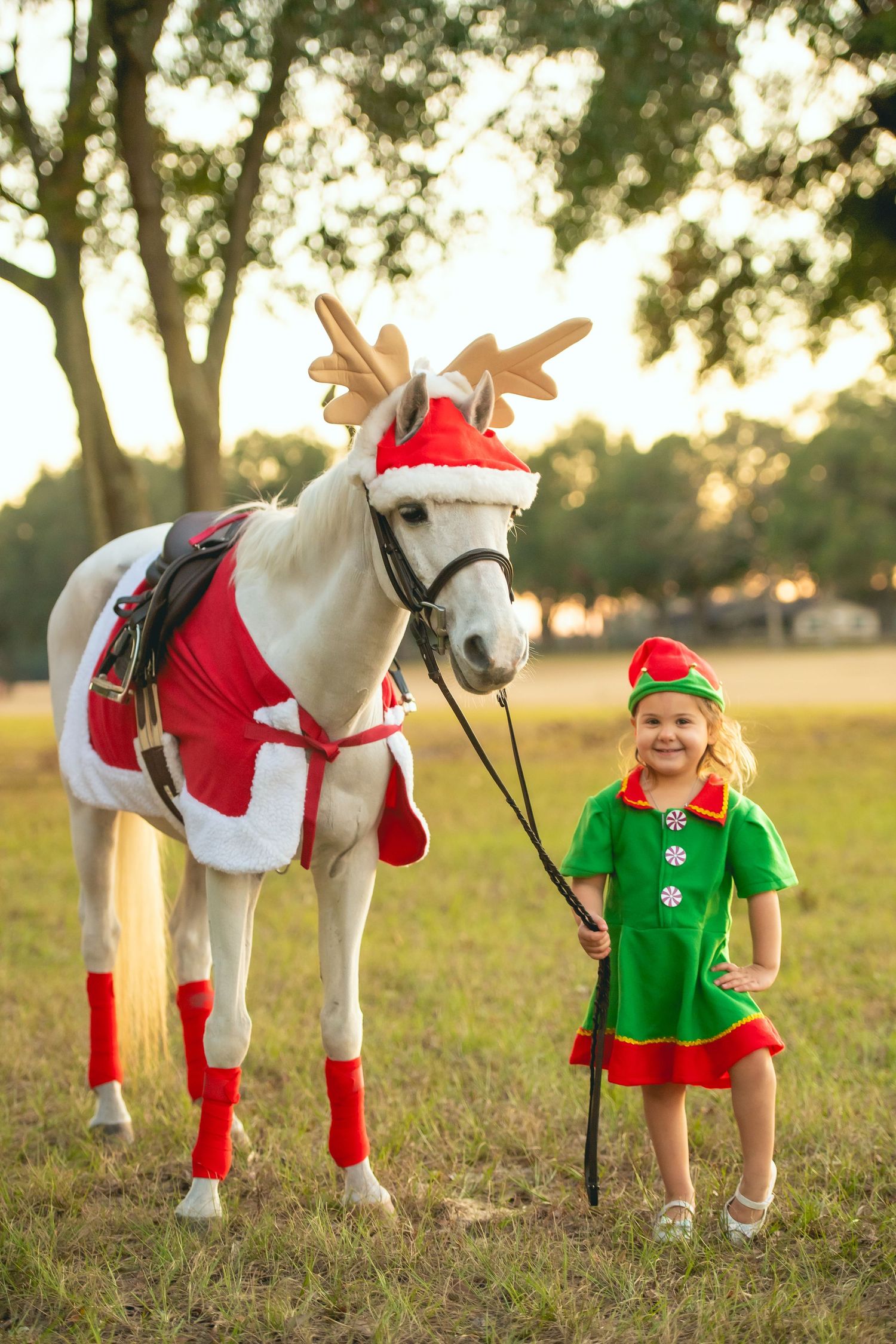 A festively dressed white horse with reindeer antlers and red Santa outfit in a sunlit field.
