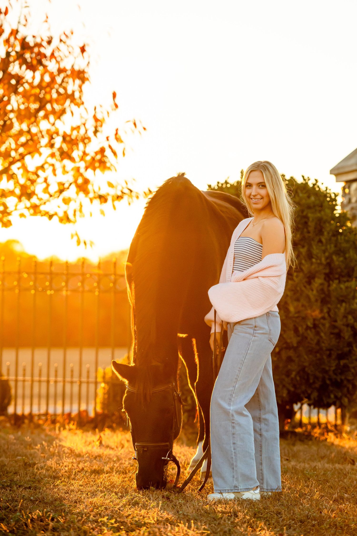 Black horse grazes in a sunlit field during golden hour while companion stands nearby.