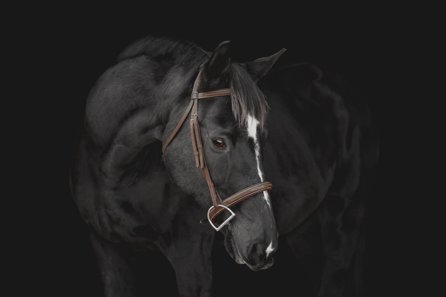 A dark horse with white facial marking wearing leather bridle in dramatic portrait.
