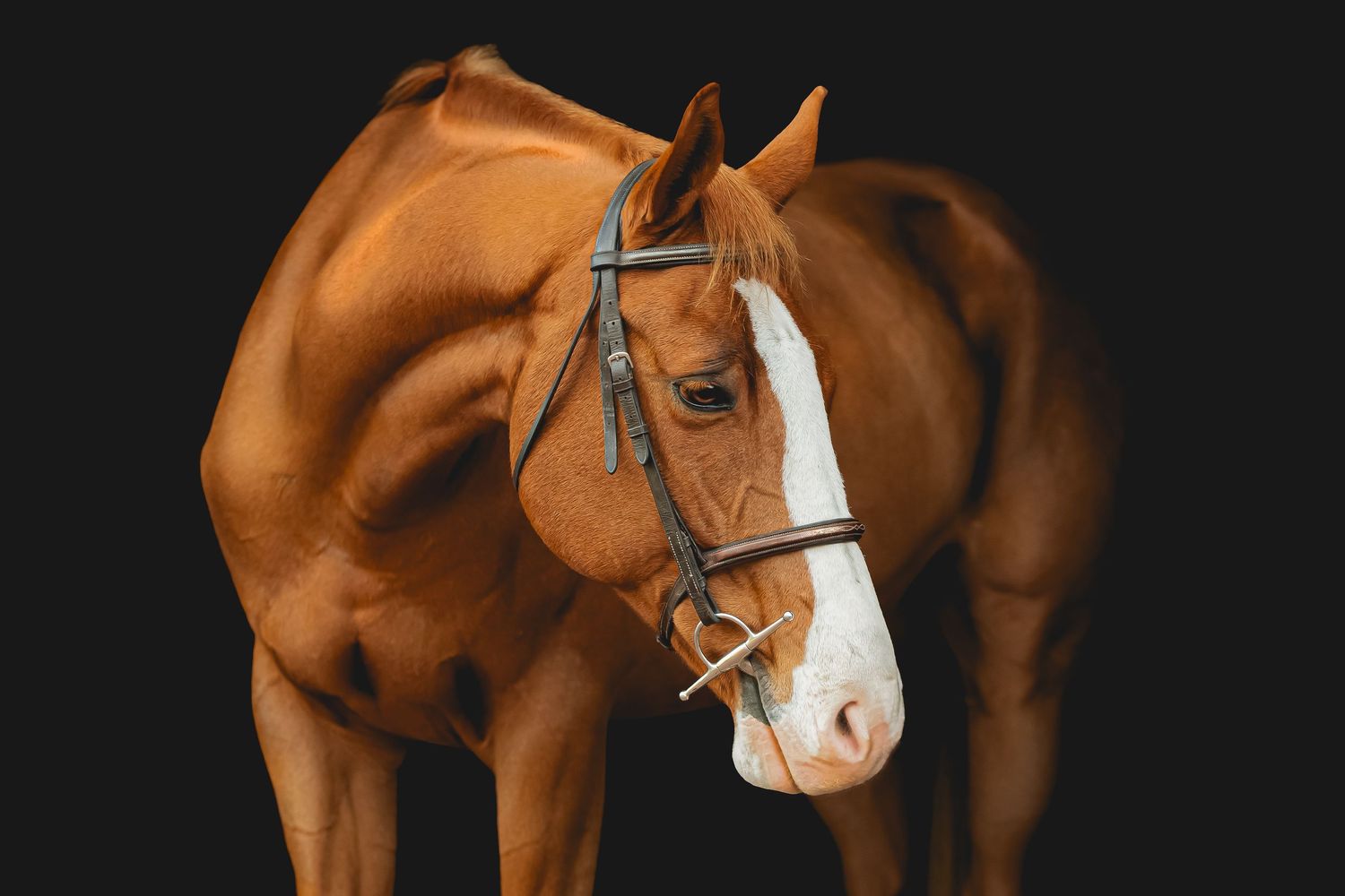 A bay horse with white blaze wearing leather bridle photographed against dark backdrop.