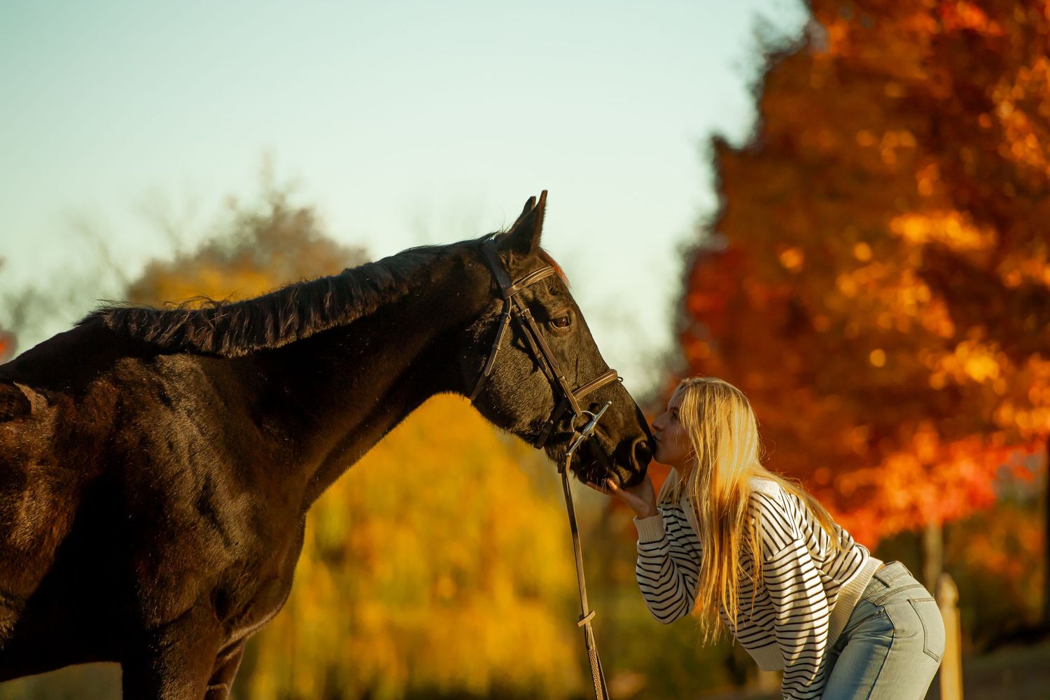 Dark horse and companion share a moment against vibrant autumn trees.