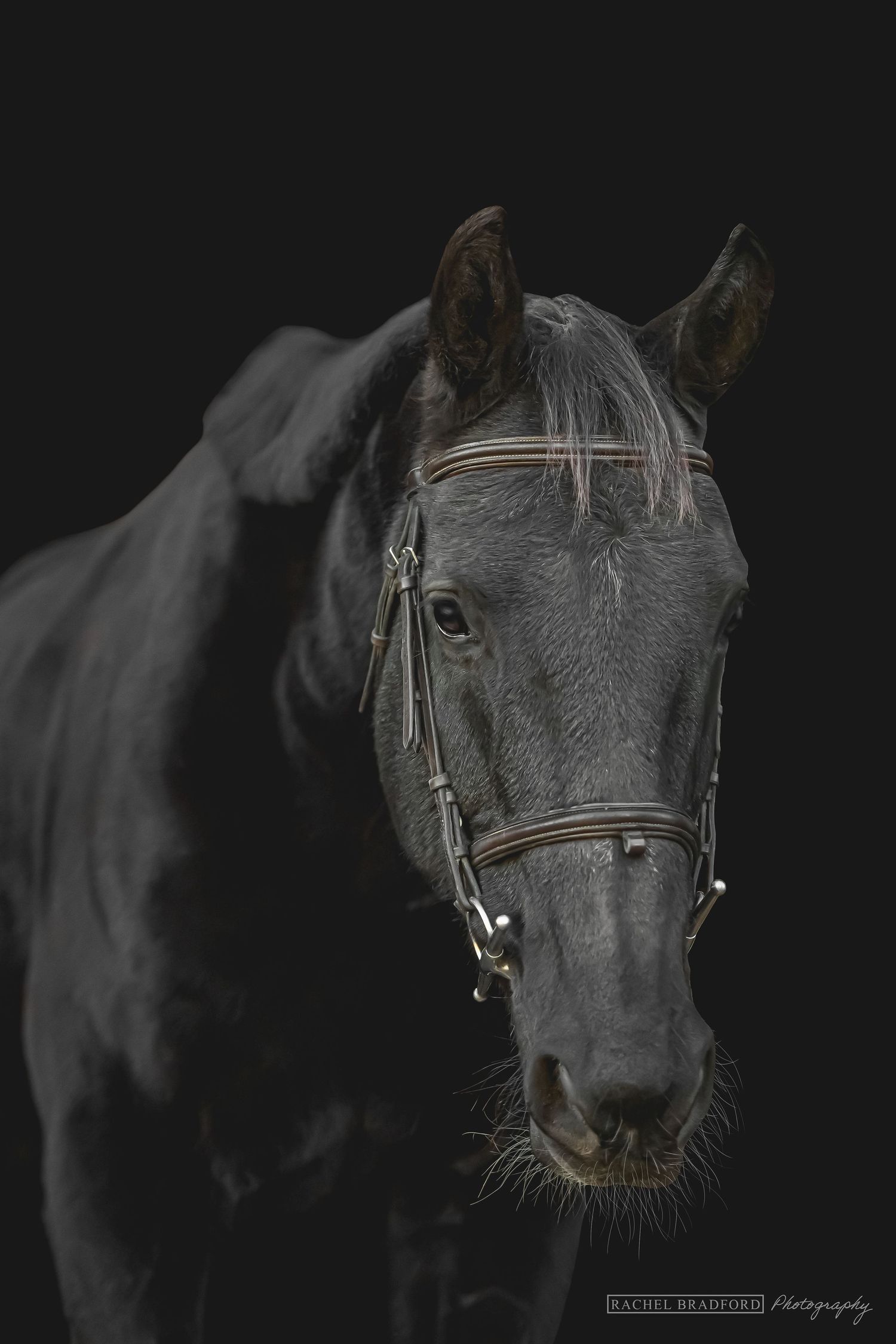 Gray horse wearing leather bridle photographed against black background.