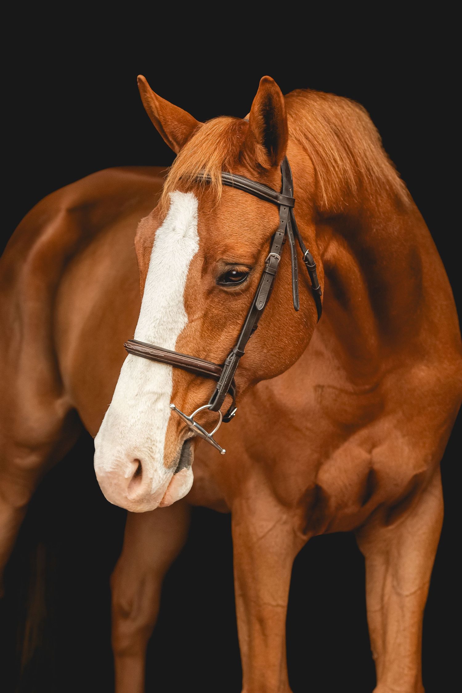A chestnut horse with prominent white blaze wearing English bridle against black background.