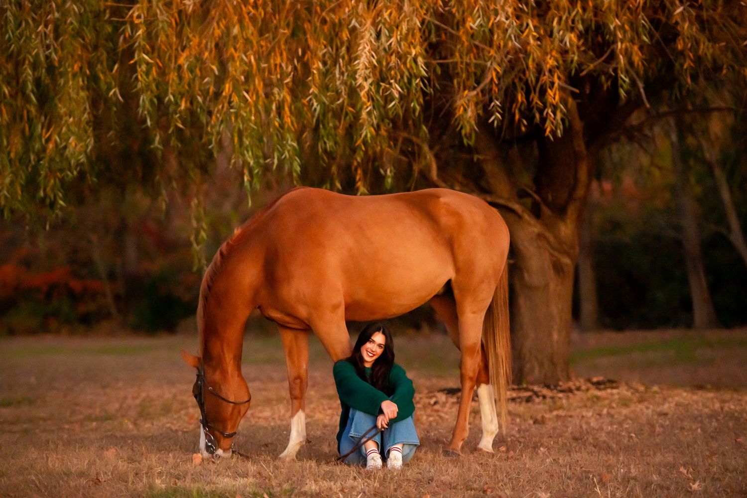 Person in dark clothing crouches next to a chestnut horse under autumn willow trees.