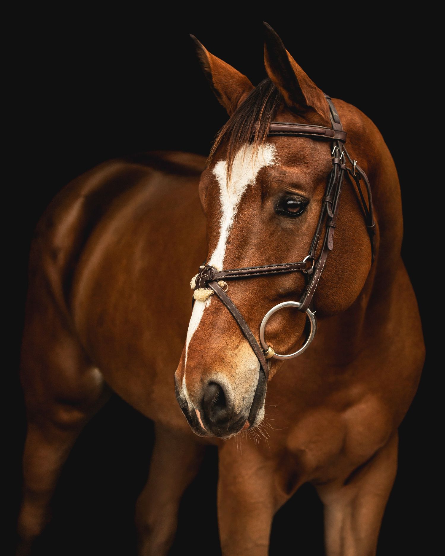 A chestnut horse with white blaze wearing show bridle against black background.
