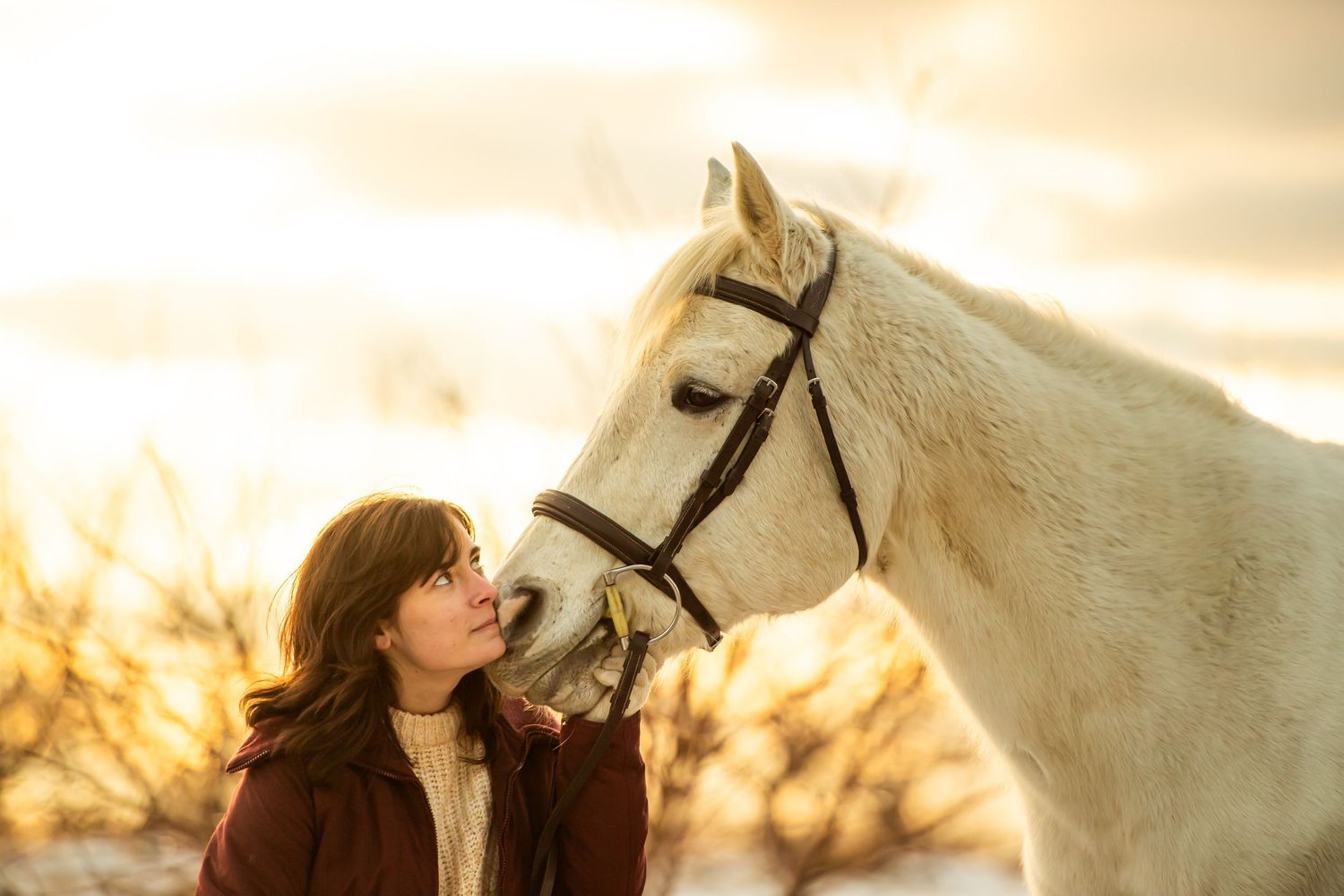 A beautiful white horse with black bridle shares a close moment with someone in warm sunlight.