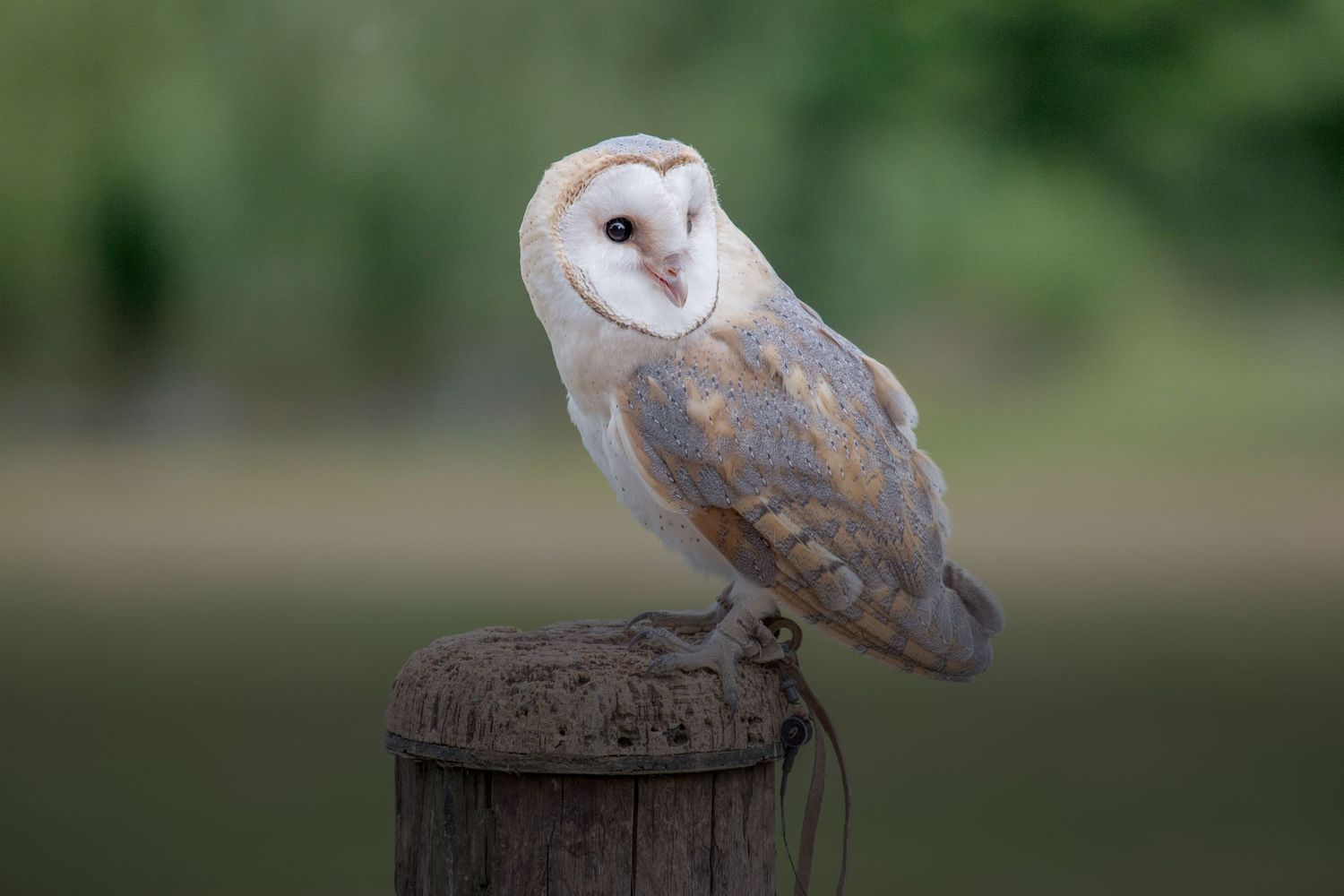 Beautiful Barn Owl standing on a wooden perch, photograph by Paul Groom, Bristol Photographer