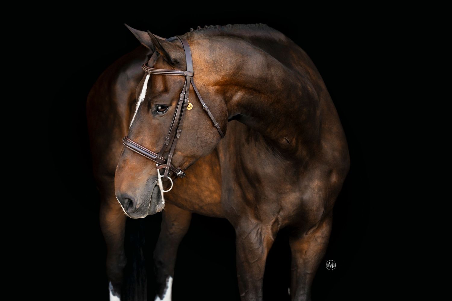 Equine portrait photography black background Colorado