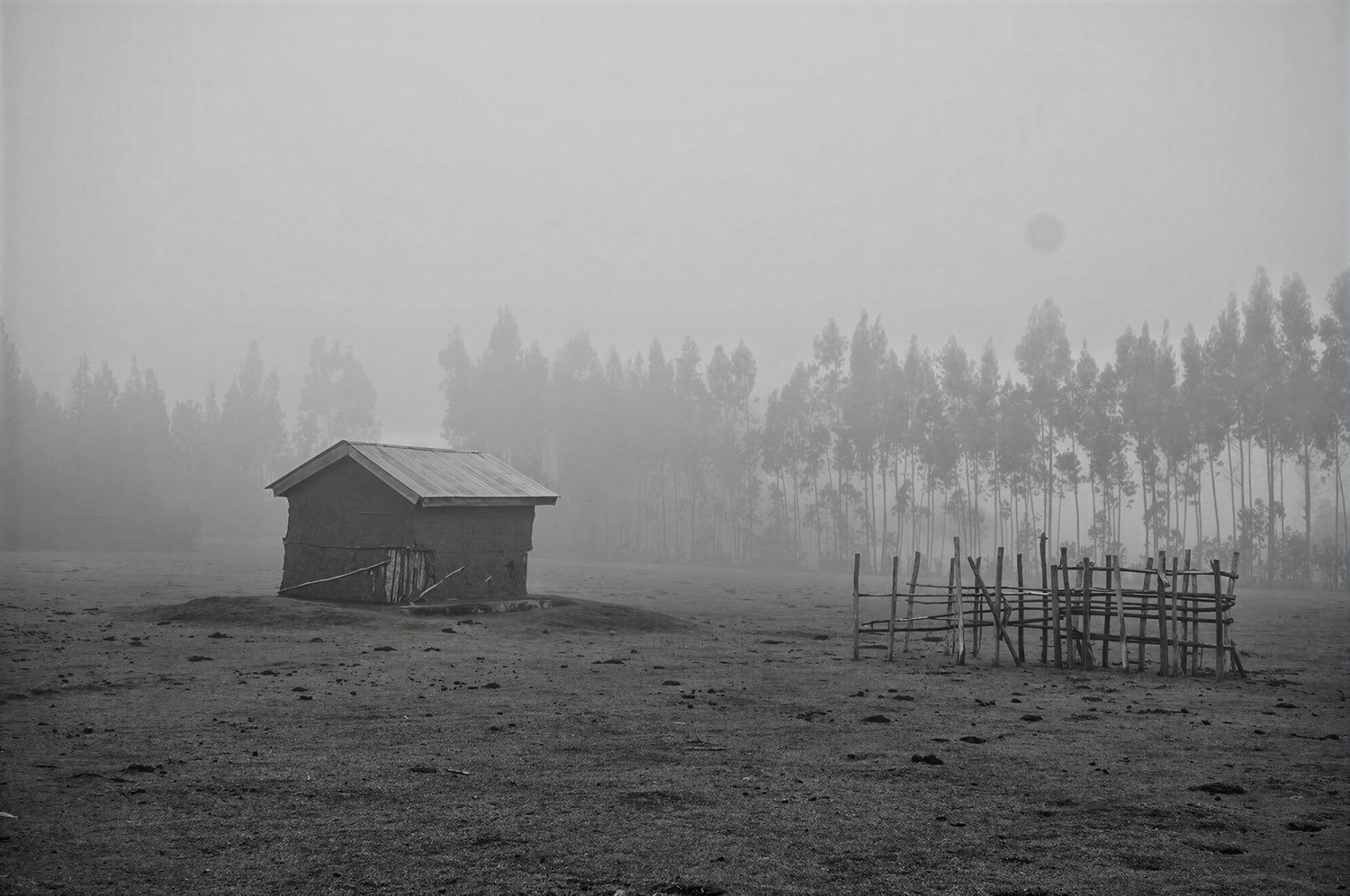 Black and white photo of a small wooden hut and bamboo fence in a foggy rural field with tall eucalyptus trees fading into the mist.