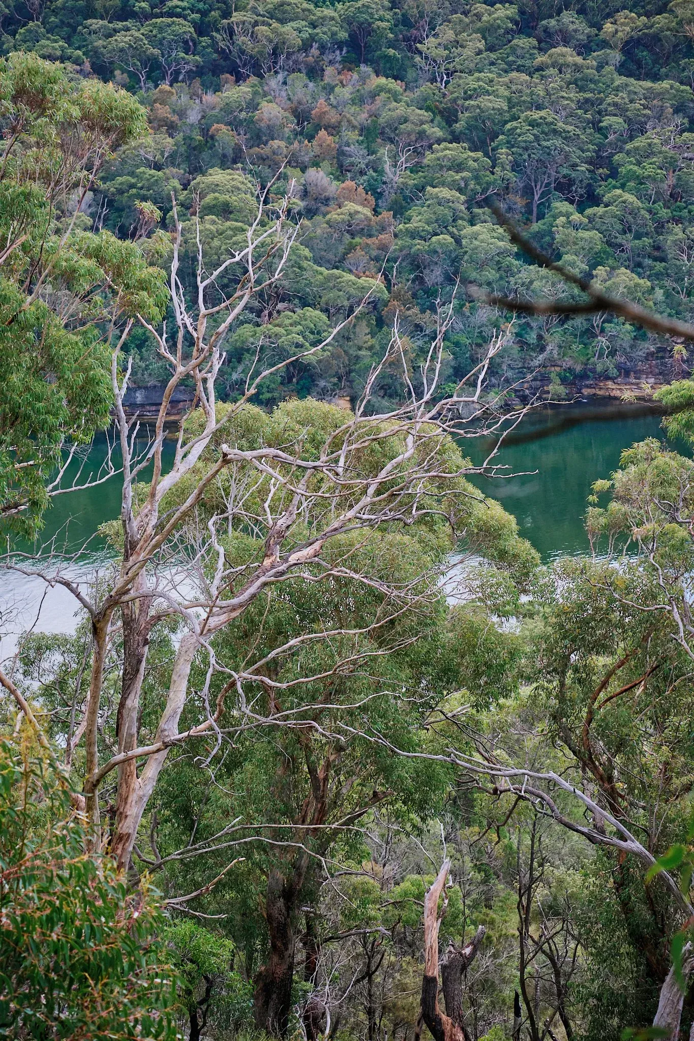 Aerial view of lush Australian bushland with eucalyptus trees overlooking a green river gorge.