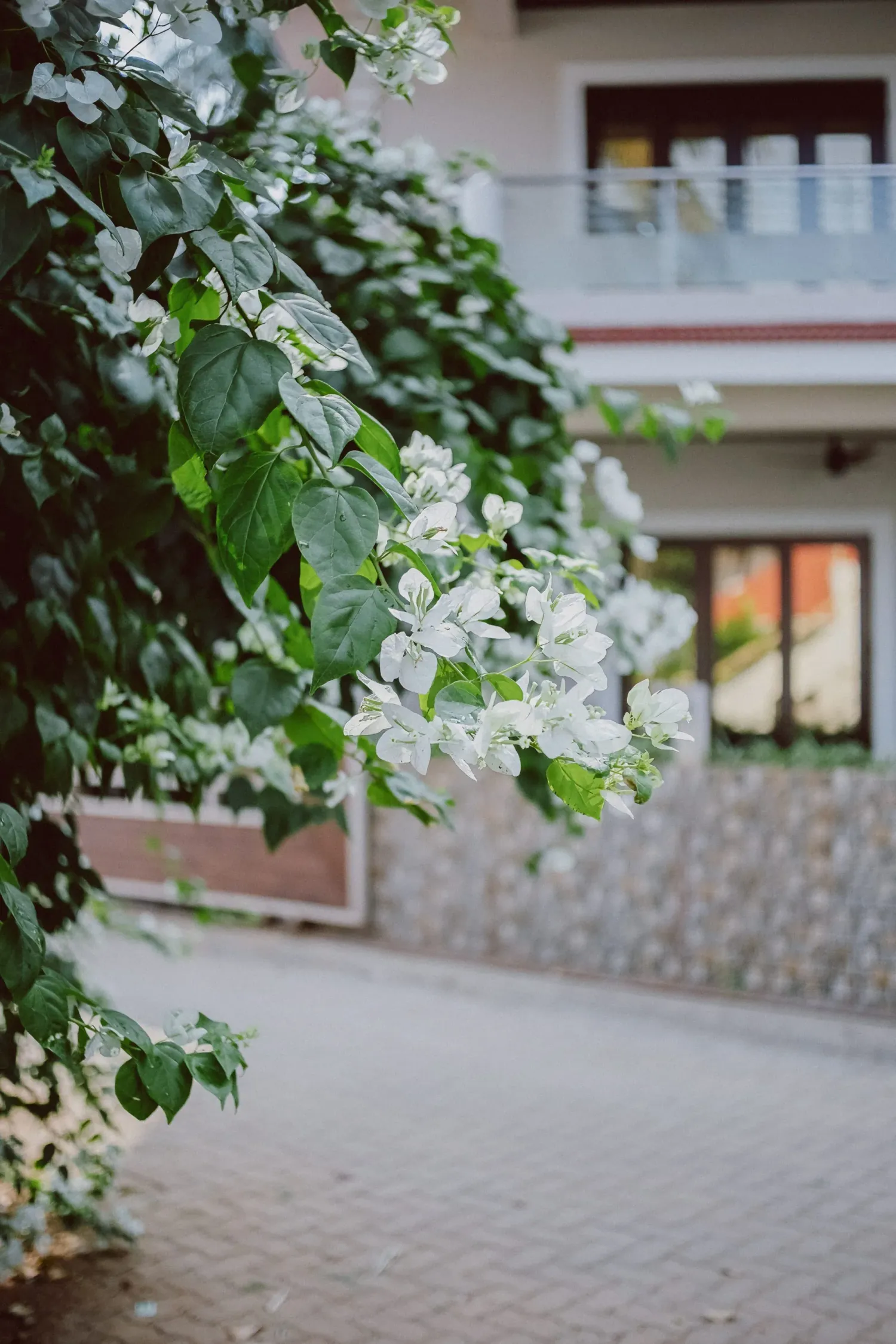 White bougainvillea flowers blooming on a green vine outside a stone building.