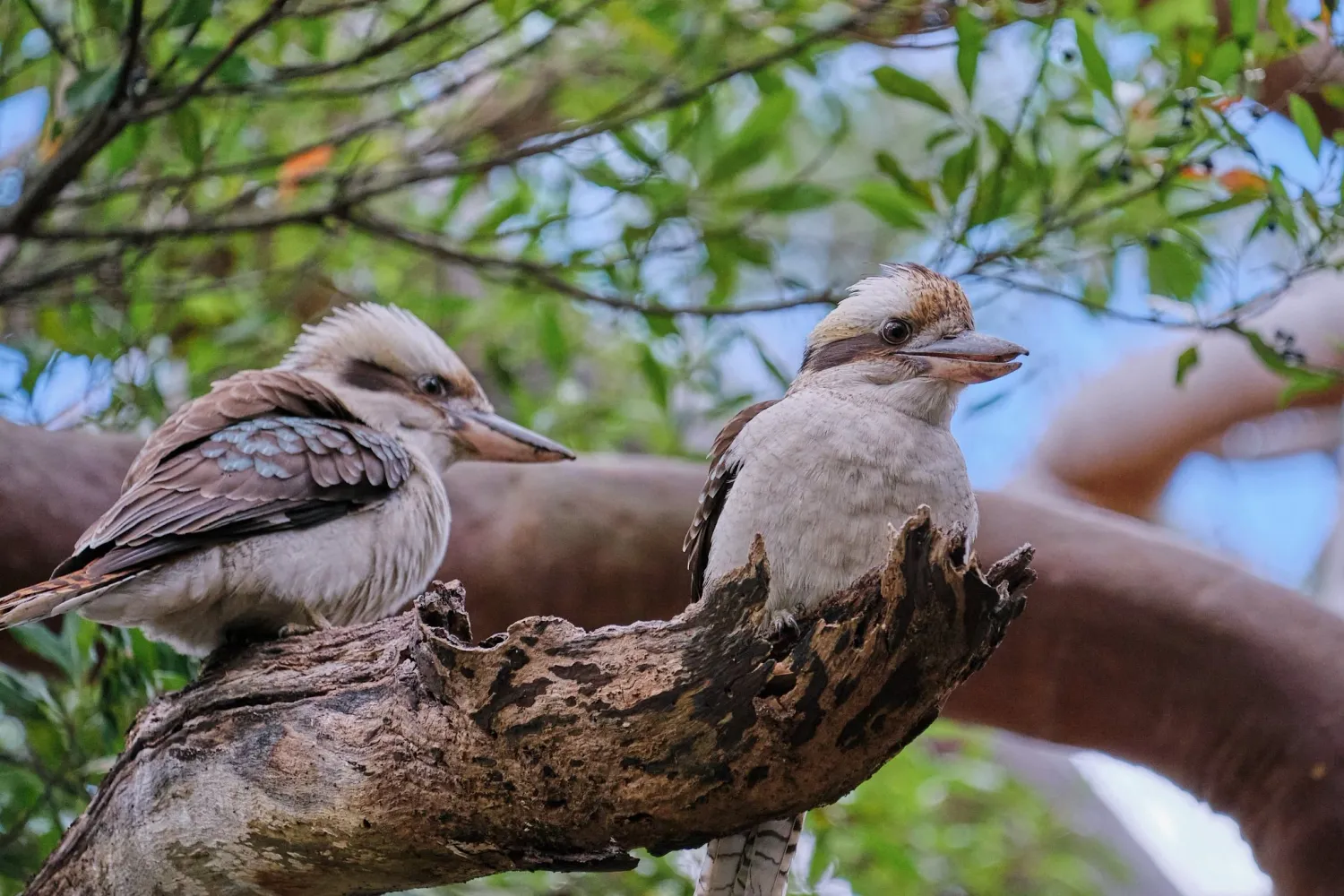 Two kookaburra birds perched on a tree branch in Australian bushland under a blue sky.