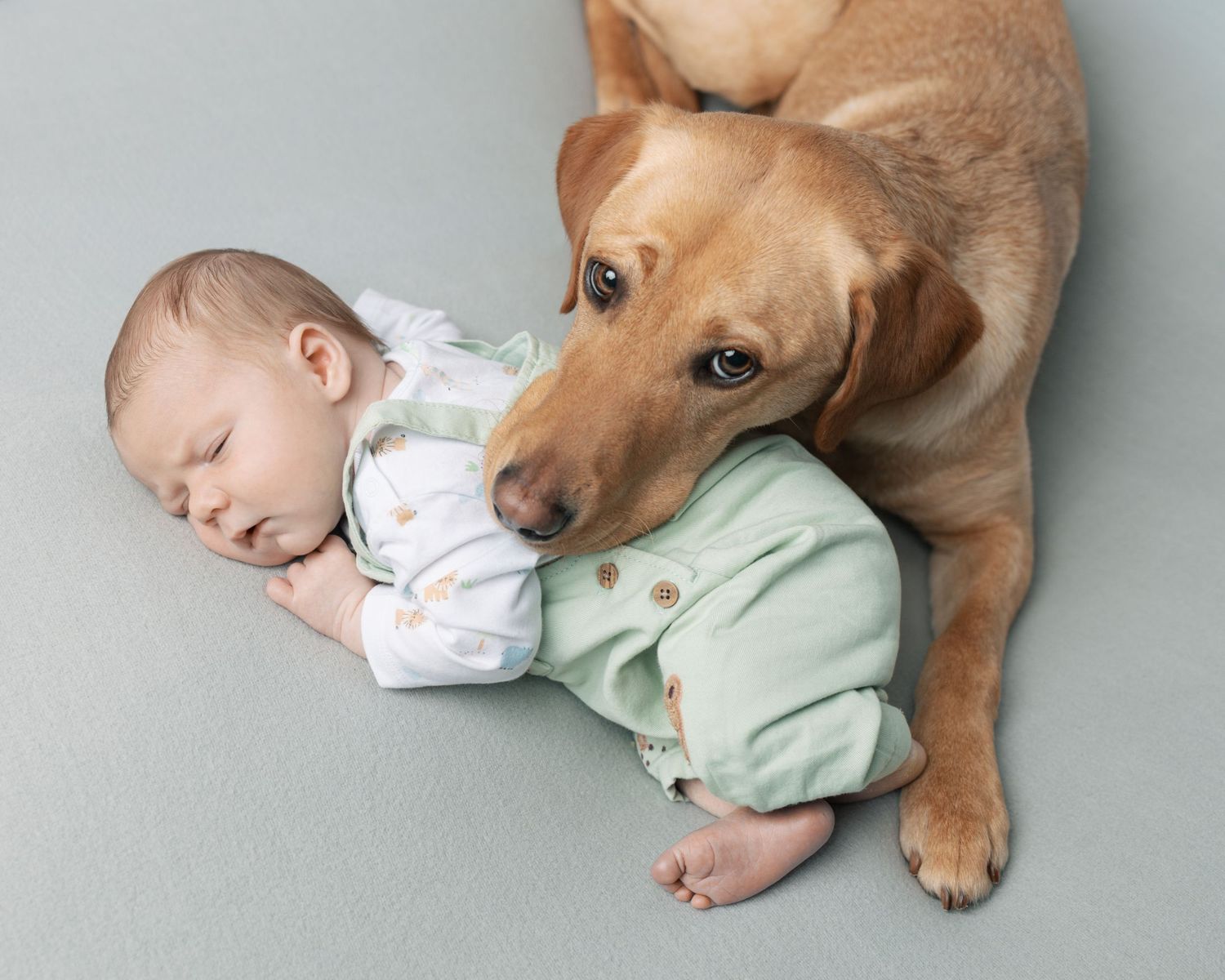 Newborn and dog studio photography