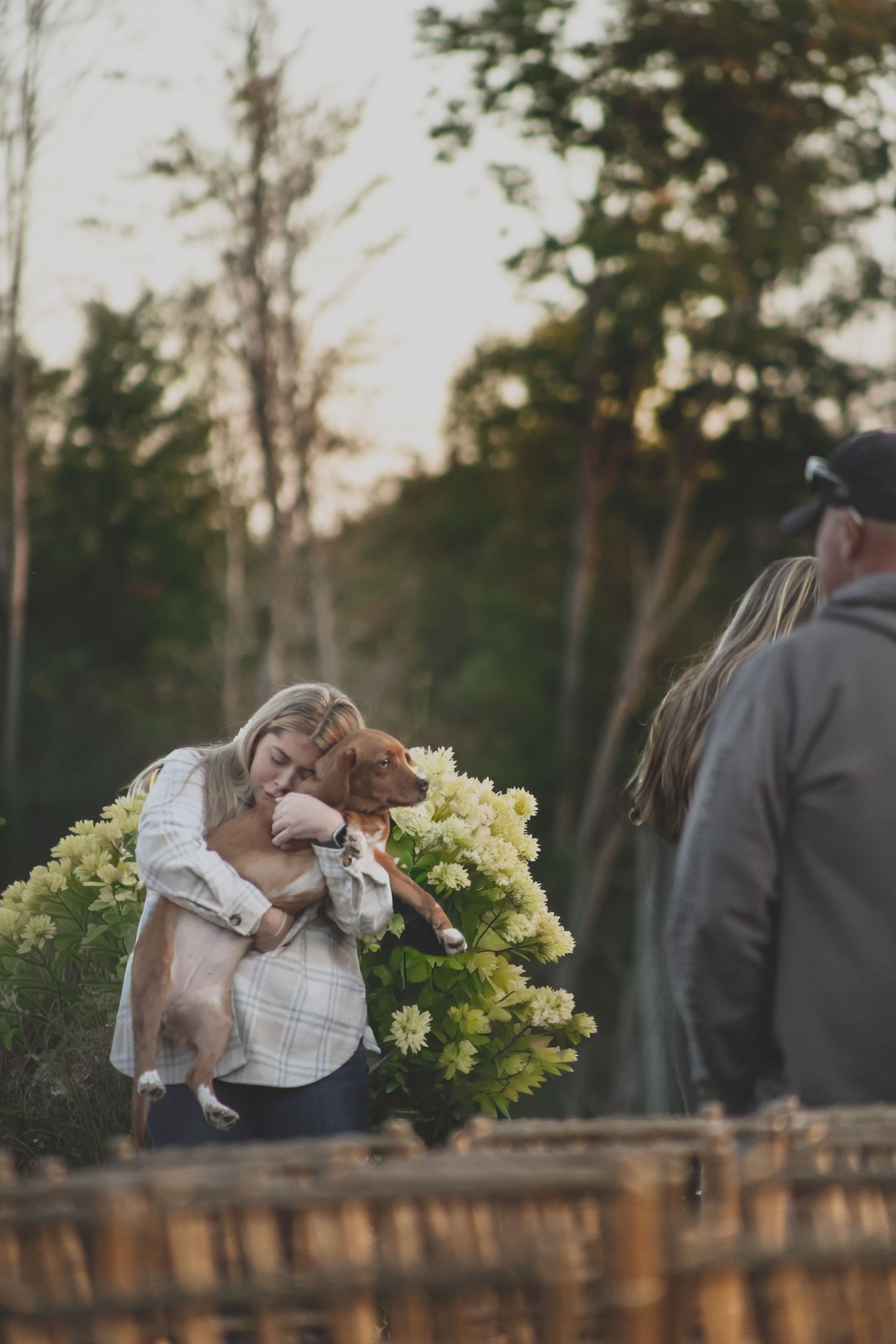 Woman tenderly nuzzles a small brown and white dog outdoors near hydrangeas at sunset with a person in background.