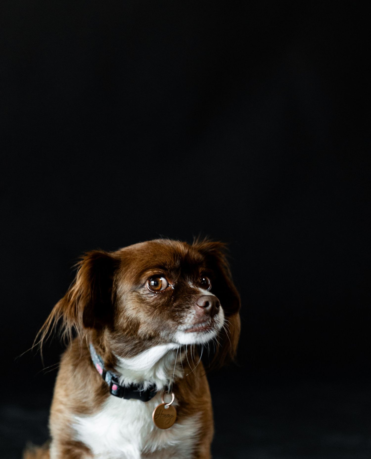 A small brown and white dog with a collar and tag looks upward against a dark black background.