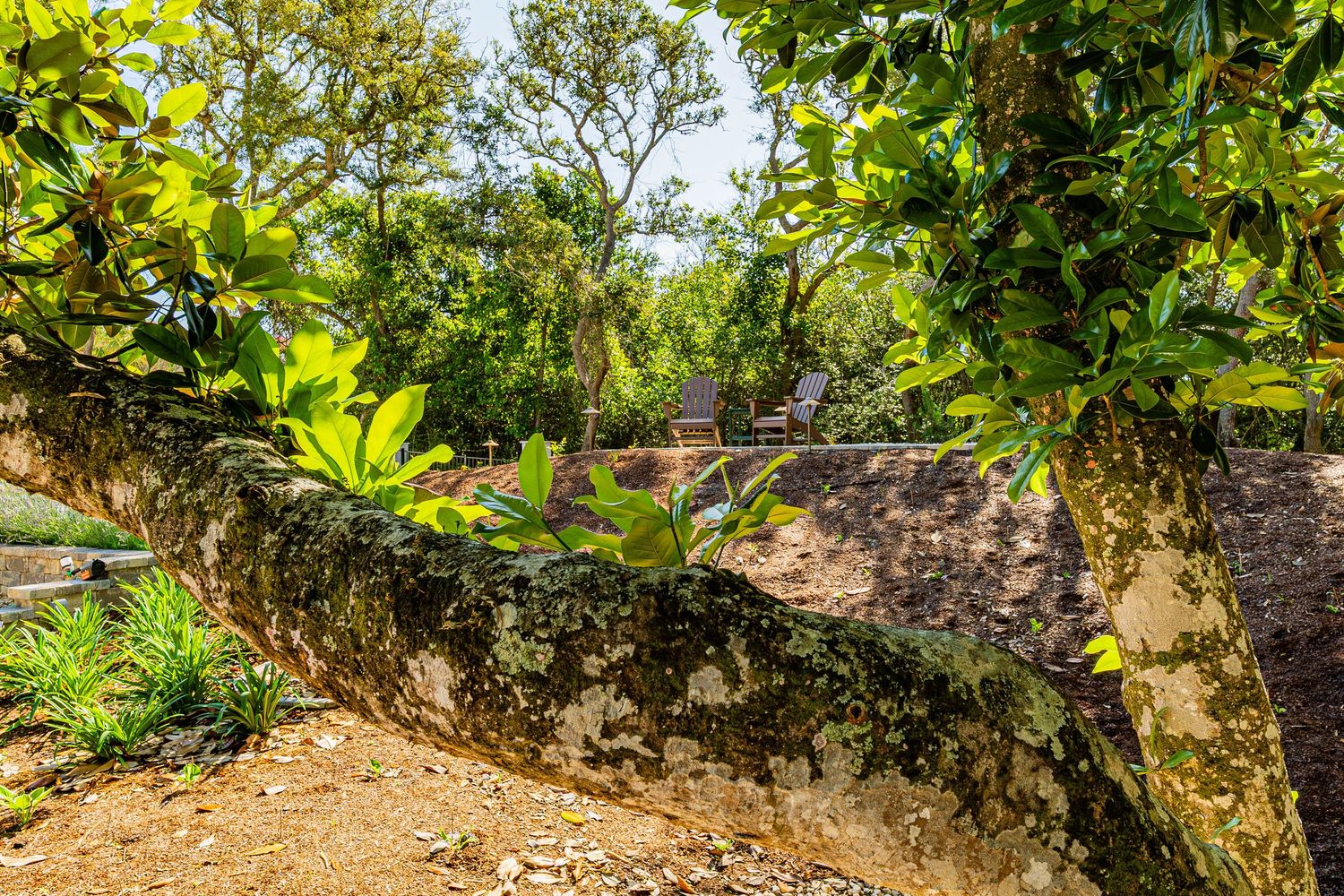 Moss-covered stone wall surrounded by lush green tropical trees and plants in a sunlit garden.