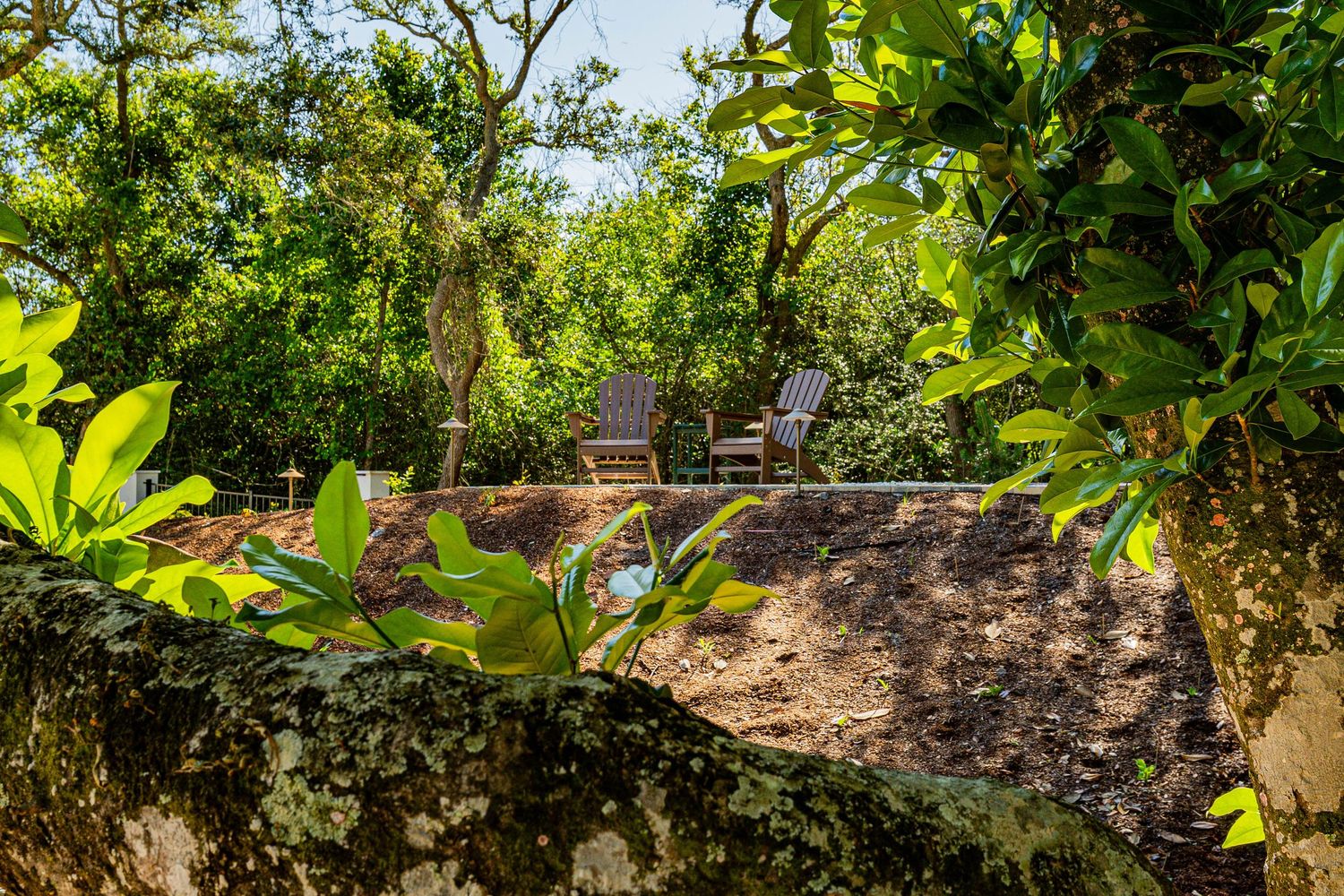 A serene garden retreat with a lounge chair nestled among lush tropical trees and a rustic stone wall.