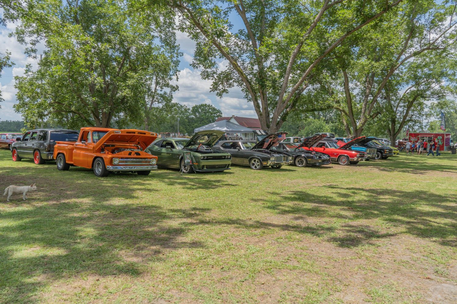 Colorful classic cars displayed on green grass under large trees at an outdoor car show on a sunny day.