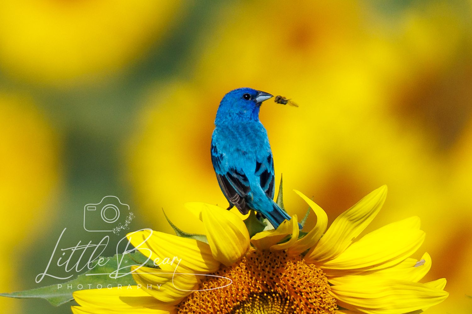 Brilliant blue indigo bunting bird perched on a sunflower holding an insect in its beak in a yellow field.