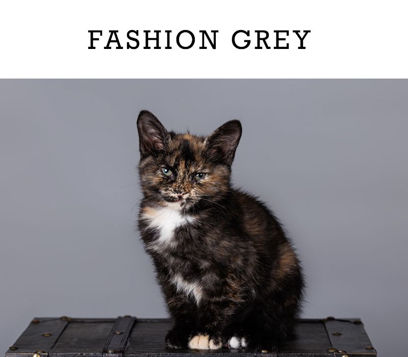 Tortoiseshell kitten sitting on a trunk against fashion grey background.
