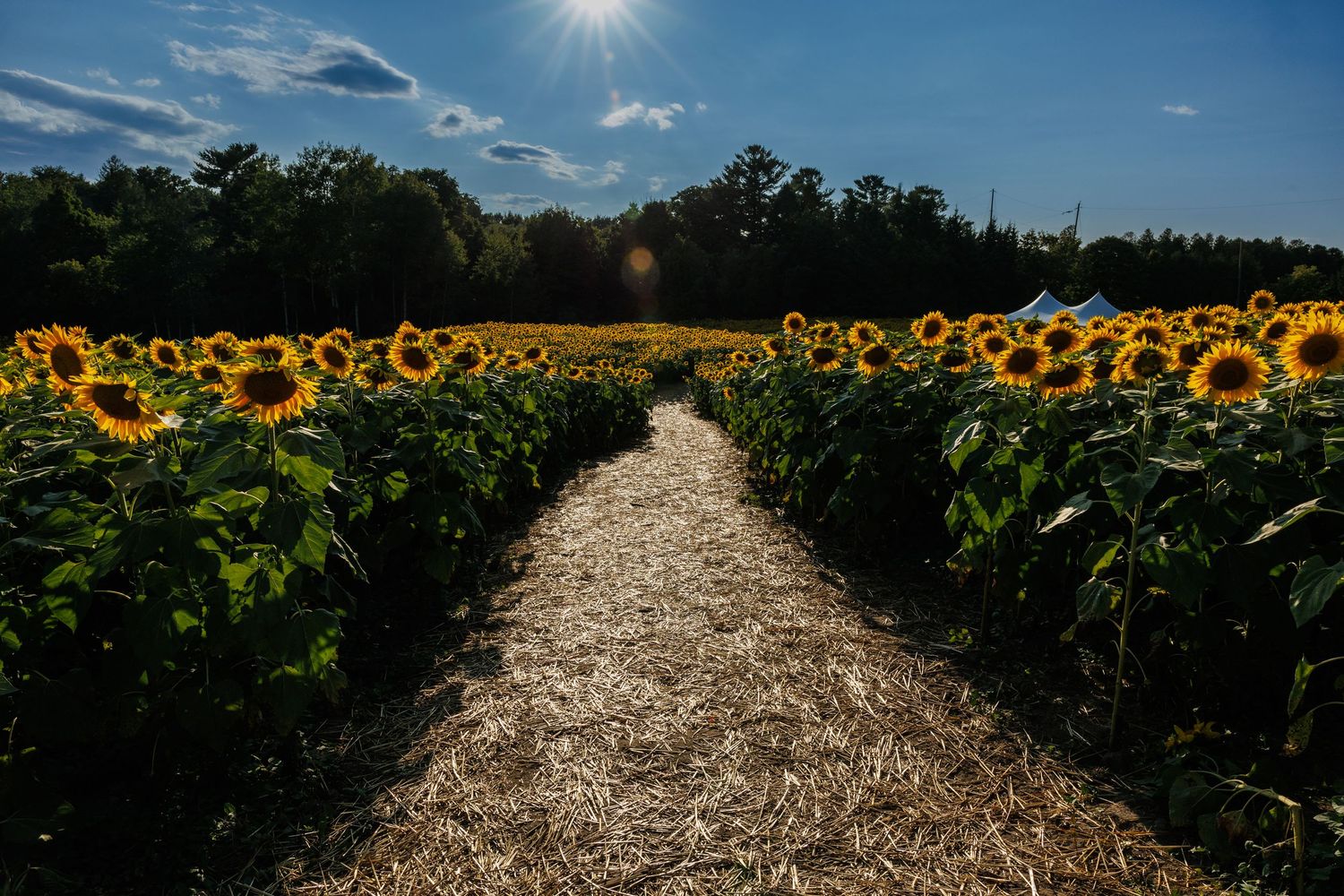 Straw-lined pathway through a sunflower field under bright sunlight with blue sky.