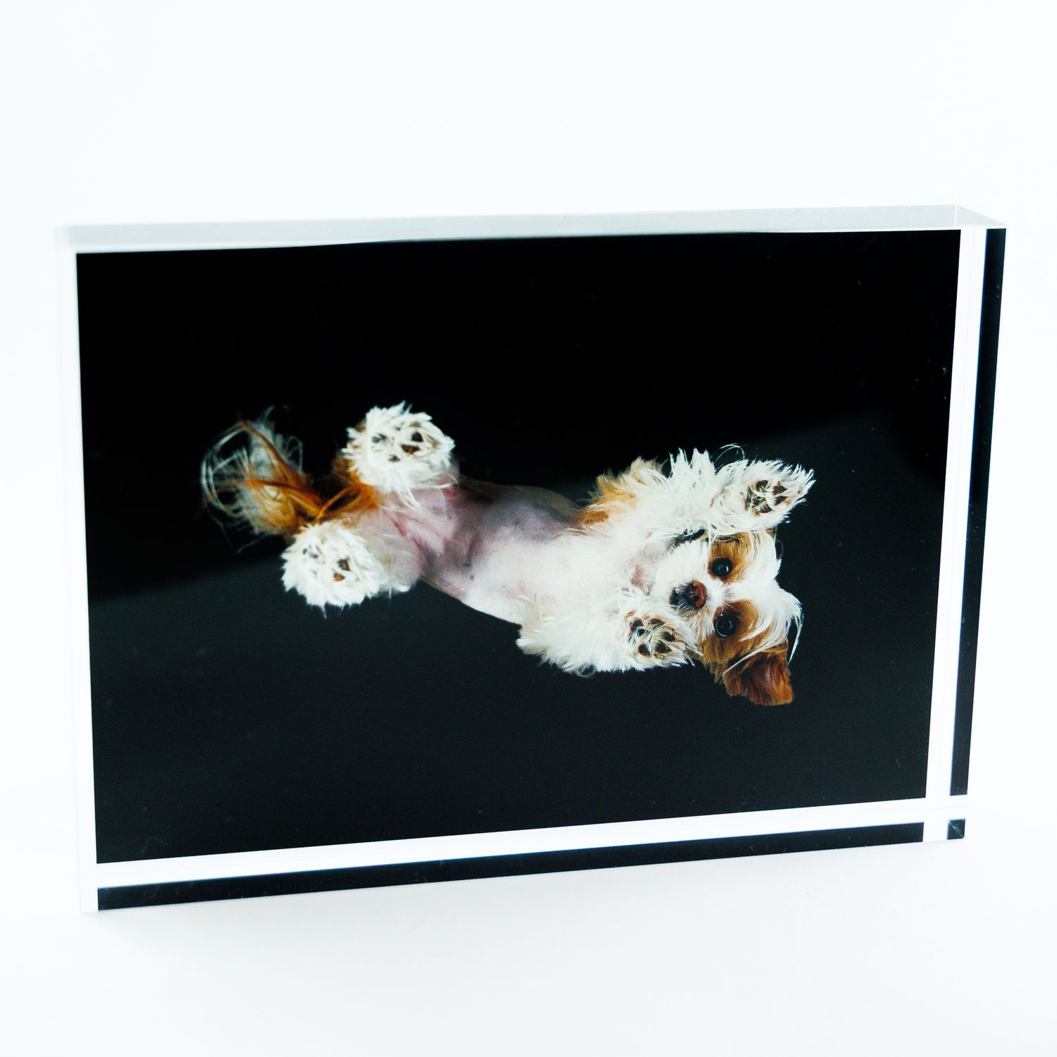 Acrylic photo block displaying playful Cavalier King Charles Spaniel puppy on black background.