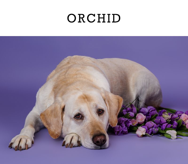 Yellow Labrador resting with purple and pink flowers on orchid background.