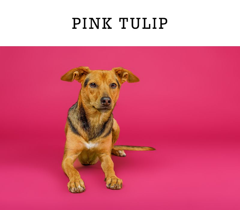 Brown and black dog sitting on pink tulip bright pink background.