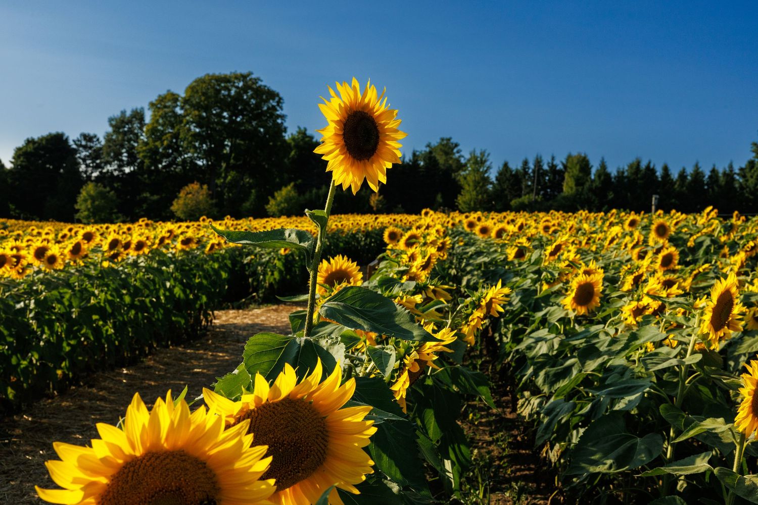 Vibrant sunflowers in full bloom in a field under a clear blue sky with trees behind.