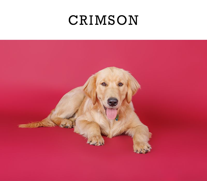 Golden retriever dog lying on crimson red background.