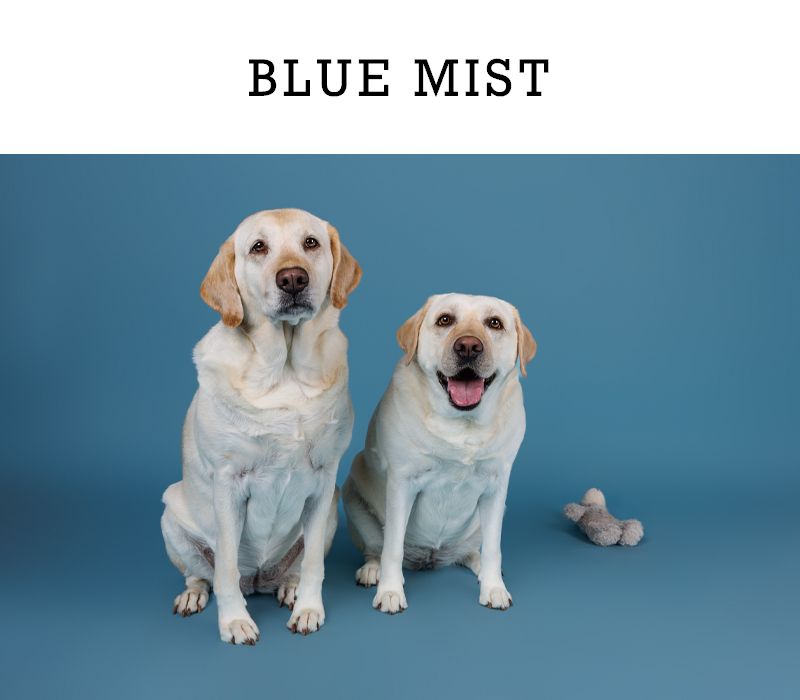 Two yellow Labrador Retrievers sitting on a Savage Blue Mist photography backdrop background.