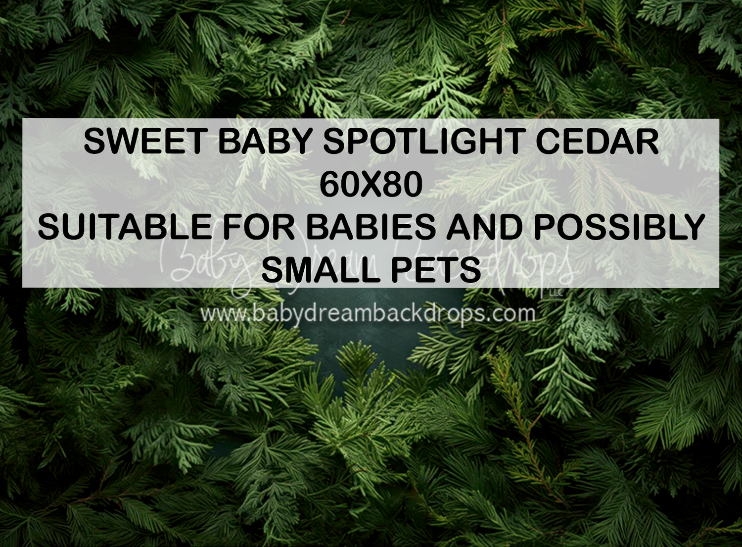 Cedar backdrop 60x80 inches for baby and pet photography, featuring lush green cedar foliage background.