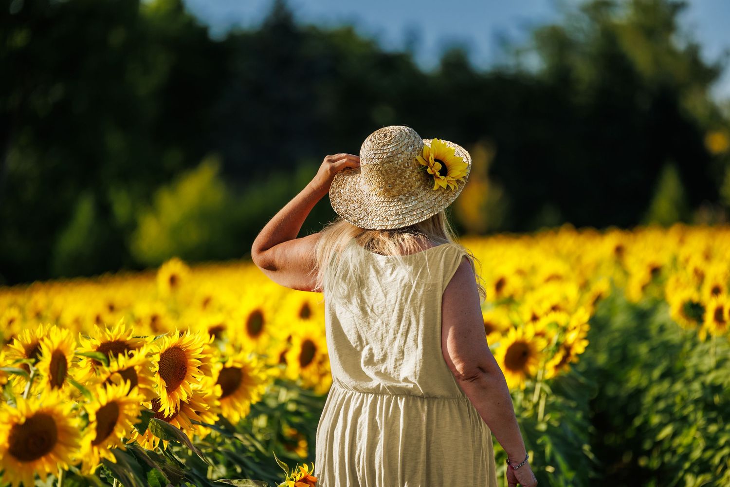 Woman in white dress and straw hat standing with back turned in a golden sunflower field.